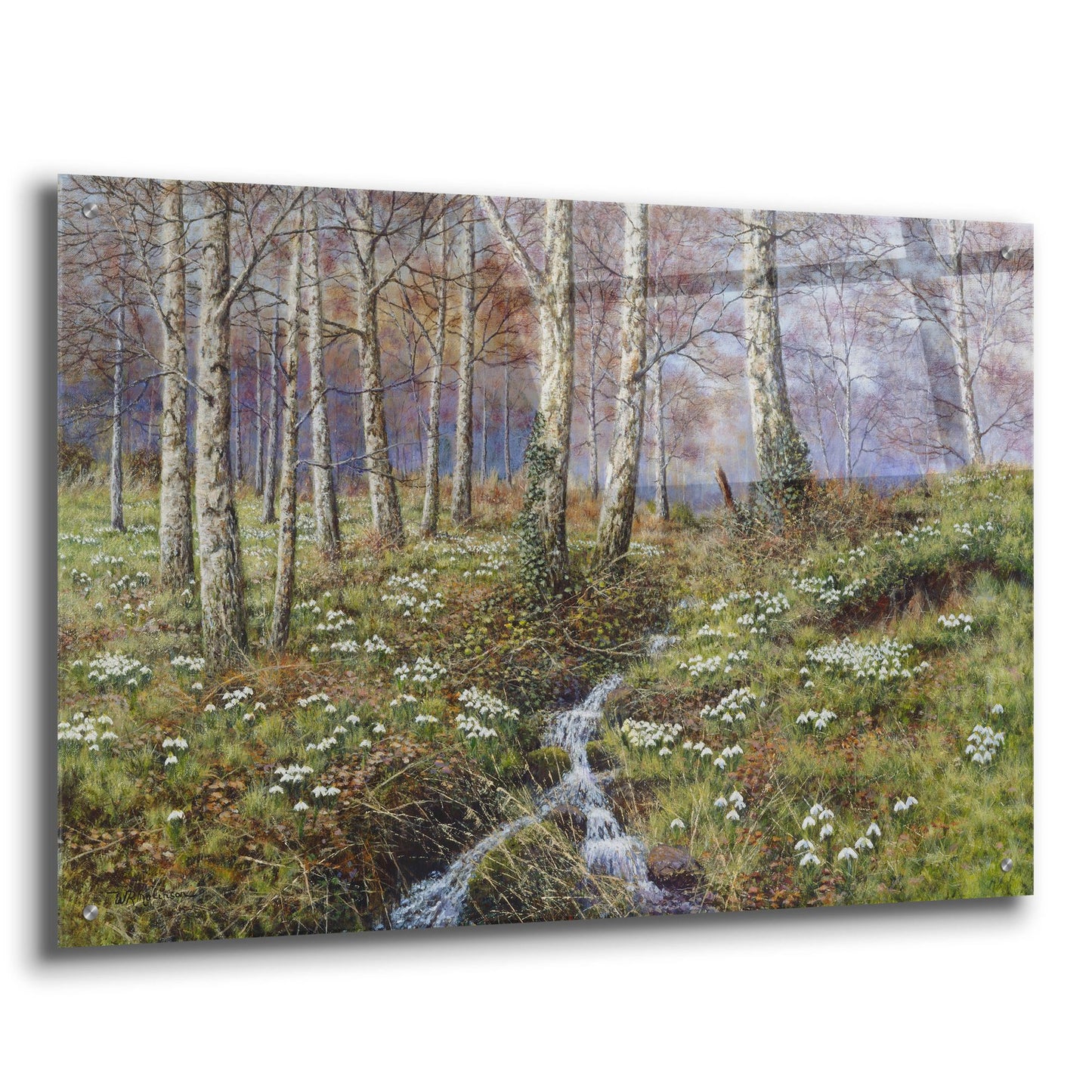 Epic Art 'Snowdrop Dell' by Bill Makinson, Acrylic Glass Wall Art,36x24