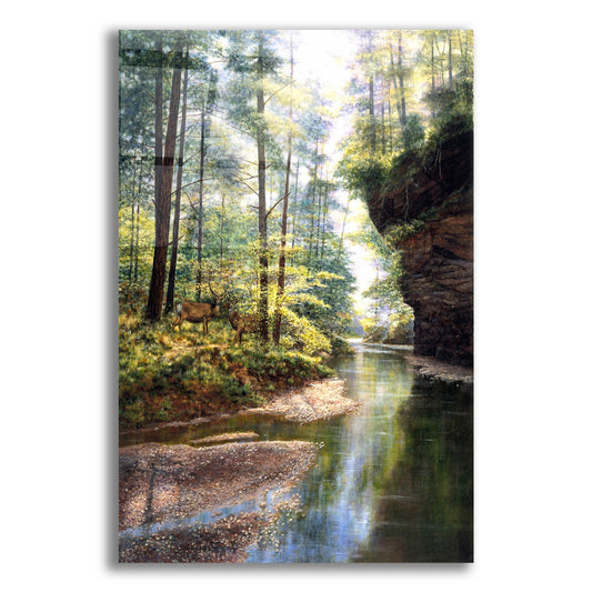 Epic Art 'Quiet Forest' by Bill Makinson, Acrylic Glass Wall Art