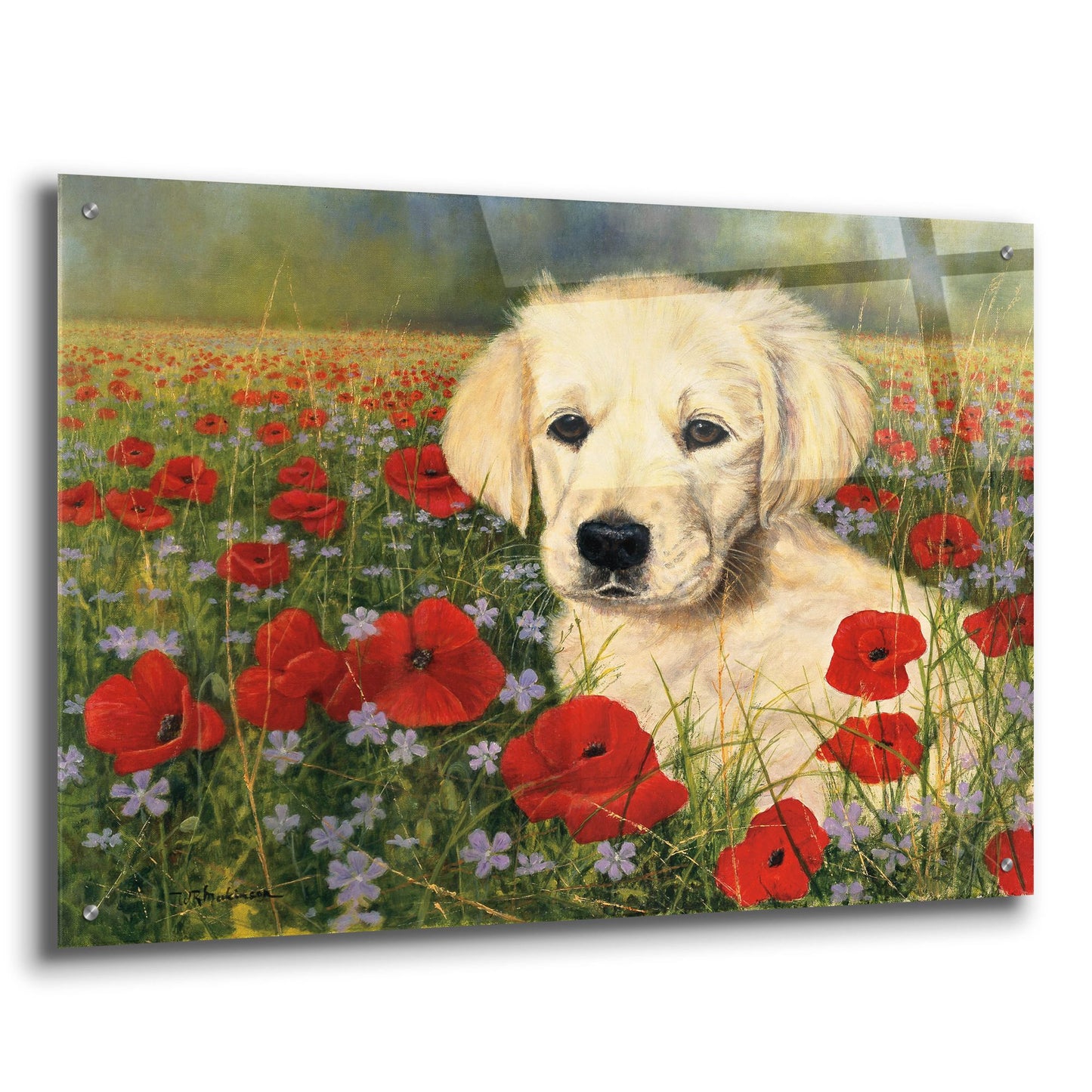 Epic Art 'Puppy And Poppies' by Bill Makinson, Acrylic Glass Wall Art,36x24