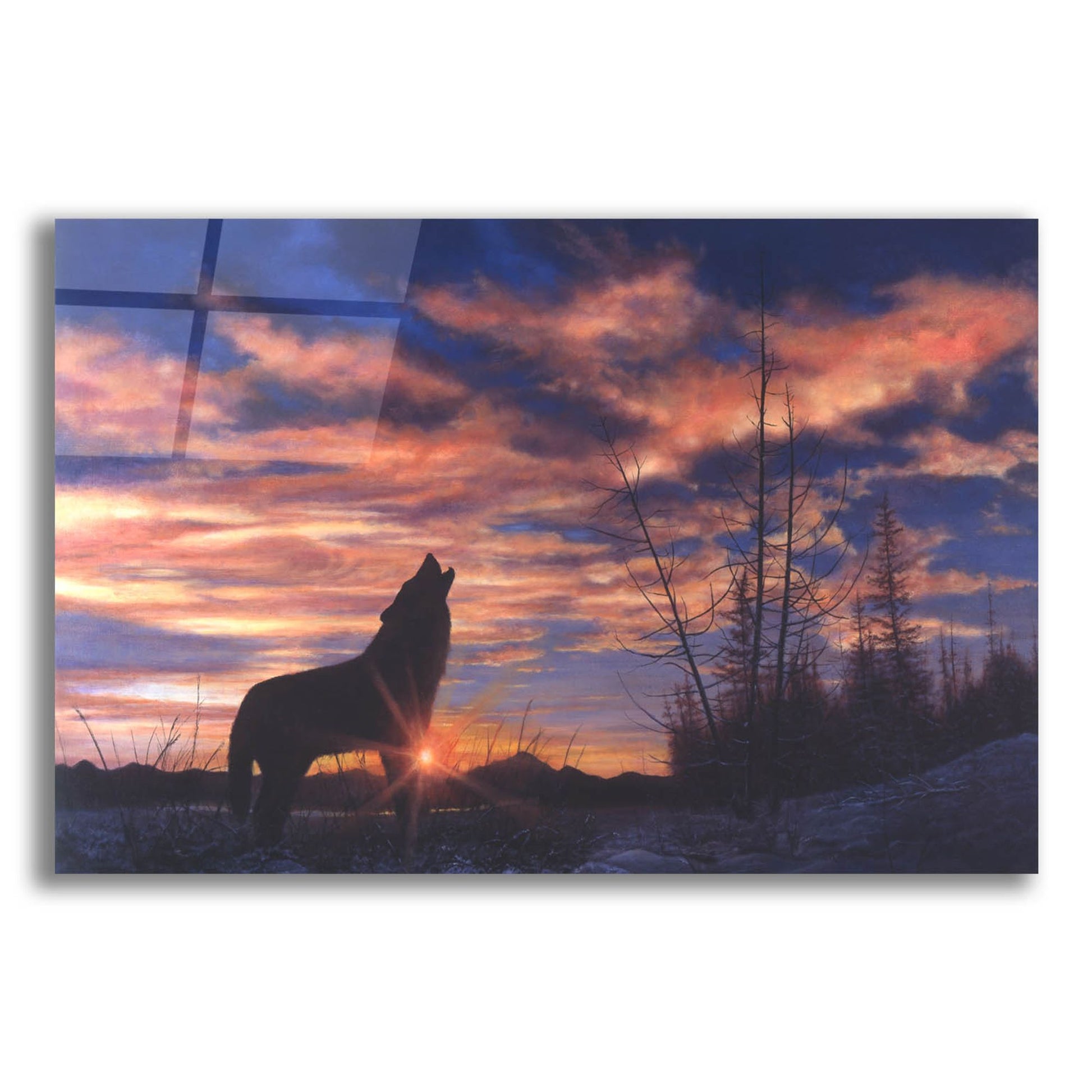 Epic Art 'Sky Wolf' by Bill Makinson, Acrylic Glass Wall Art,16x12