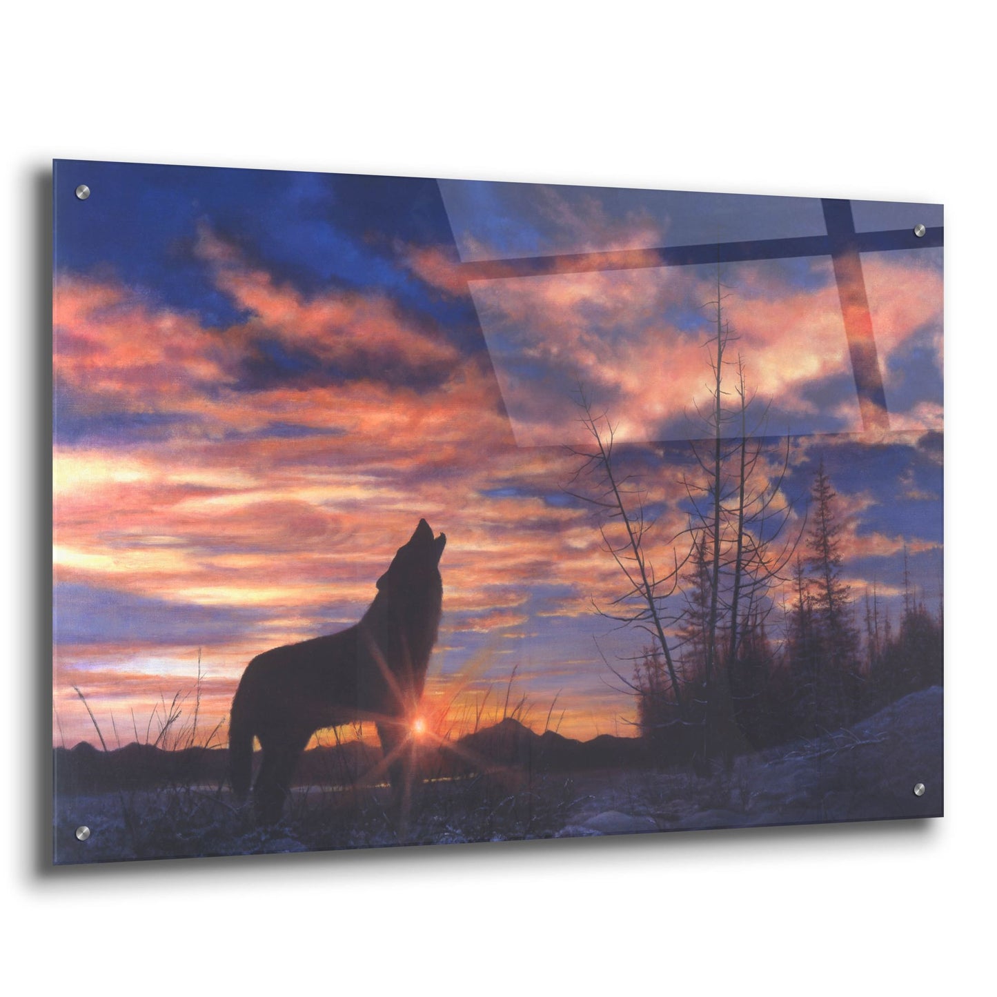 Epic Art 'Sky Wolf' by Bill Makinson, Acrylic Glass Wall Art,36x24