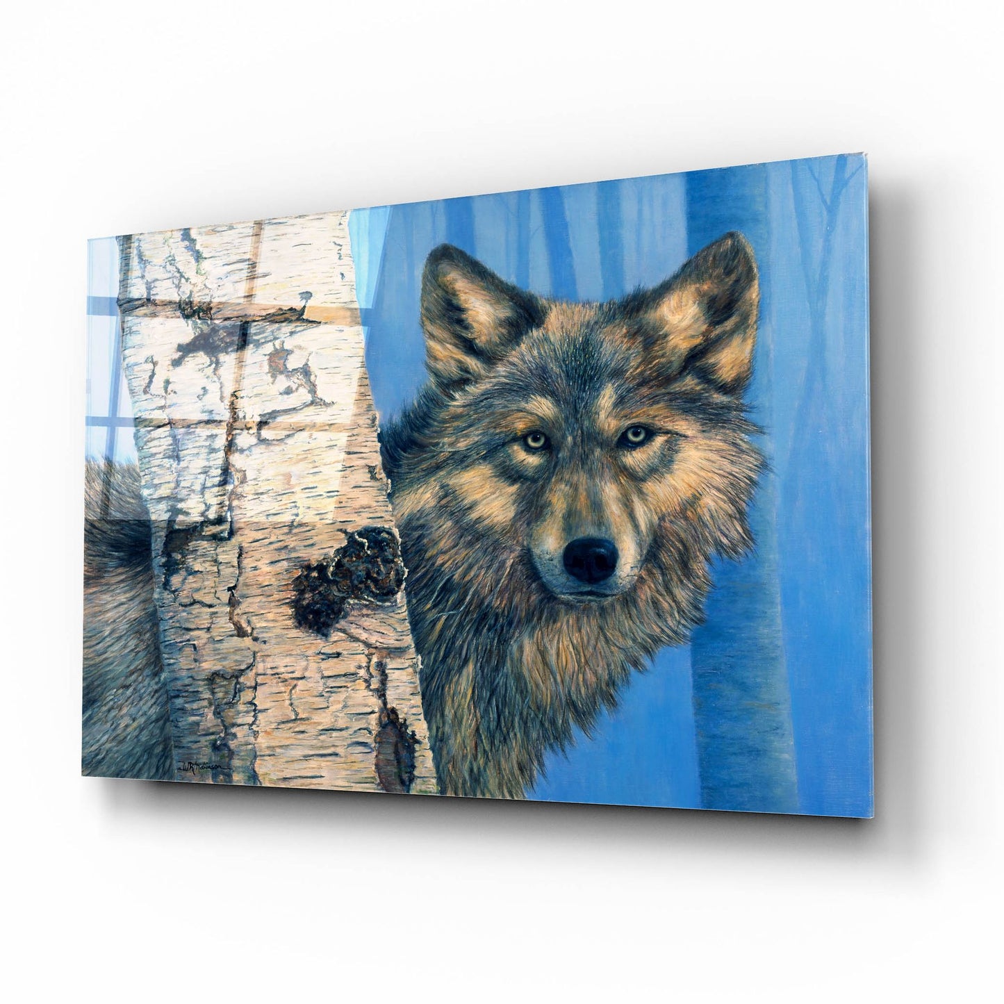 Epic Art 'Birch Wolf' by Bill Makinson, Acrylic Glass Wall Art,16x12