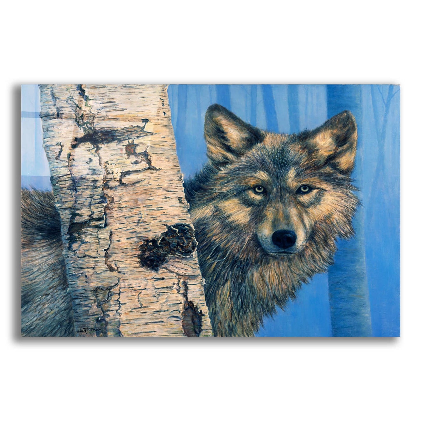 Epic Art 'Birch Wolf' by Bill Makinson, Acrylic Glass Wall Art,24x16