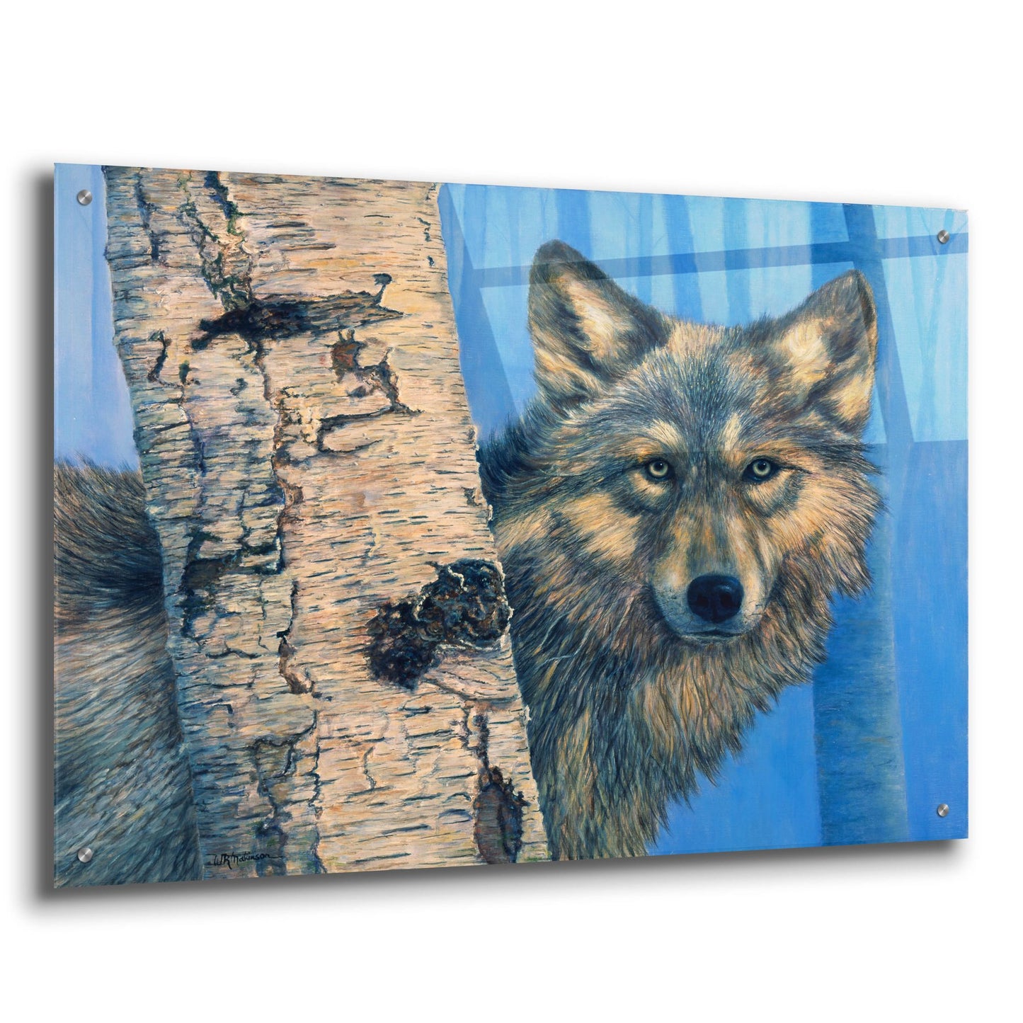 Epic Art 'Birch Wolf' by Bill Makinson, Acrylic Glass Wall Art,36x24