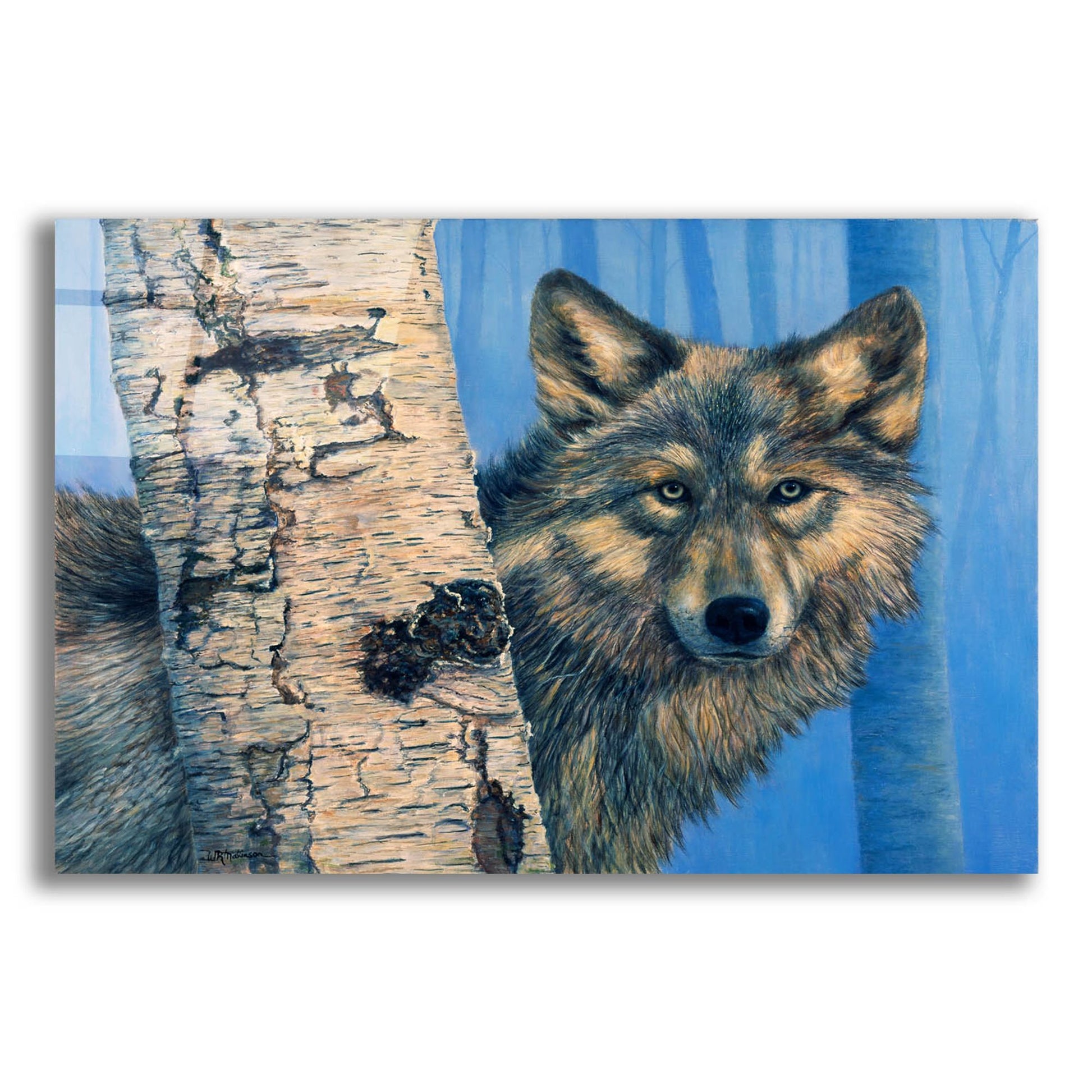 Epic Art 'Birch Wolf' by Bill Makinson, Acrylic Glass Wall Art
