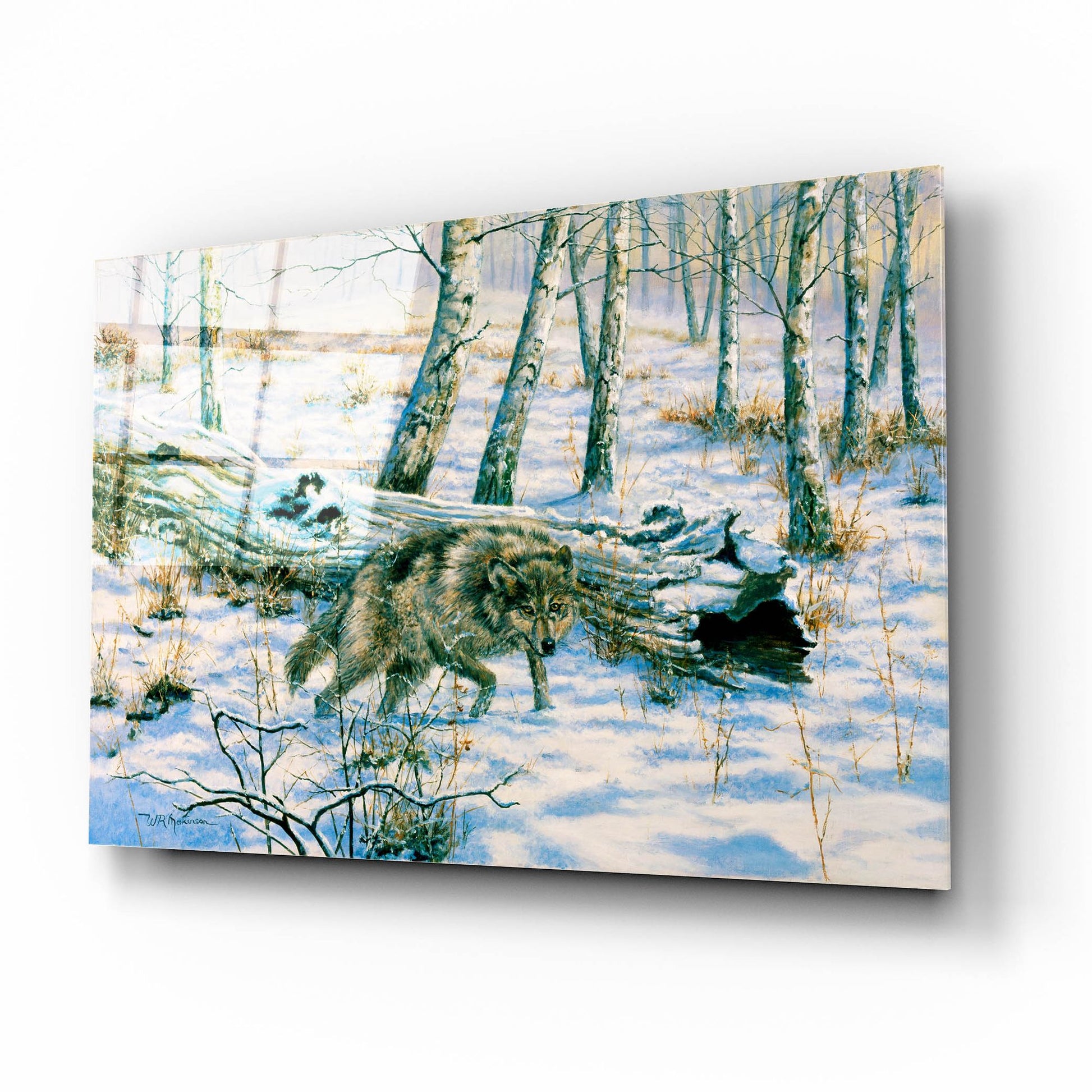 Epic Art 'Snow Wolf' by Bill Makinson, Acrylic Glass Wall Art,16x12