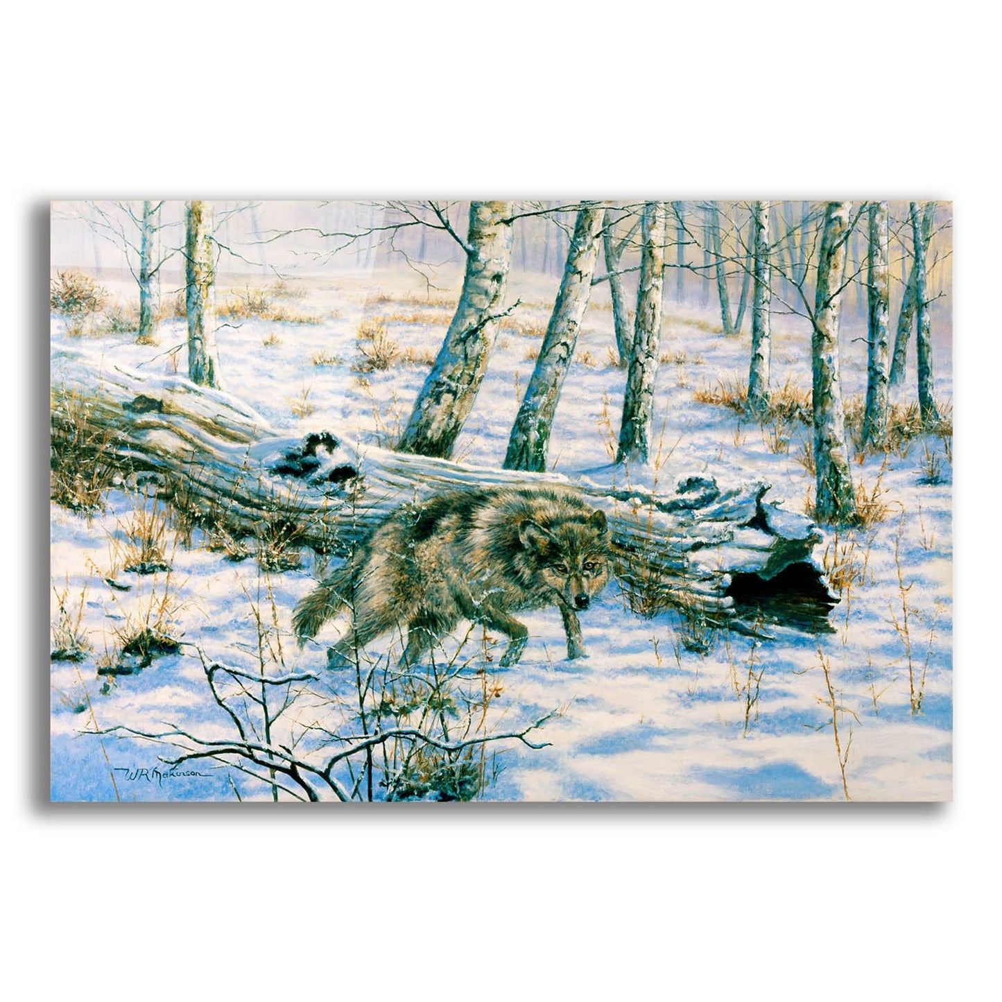 Epic Art 'Snow Wolf' by Bill Makinson, Acrylic Glass Wall Art,16x12