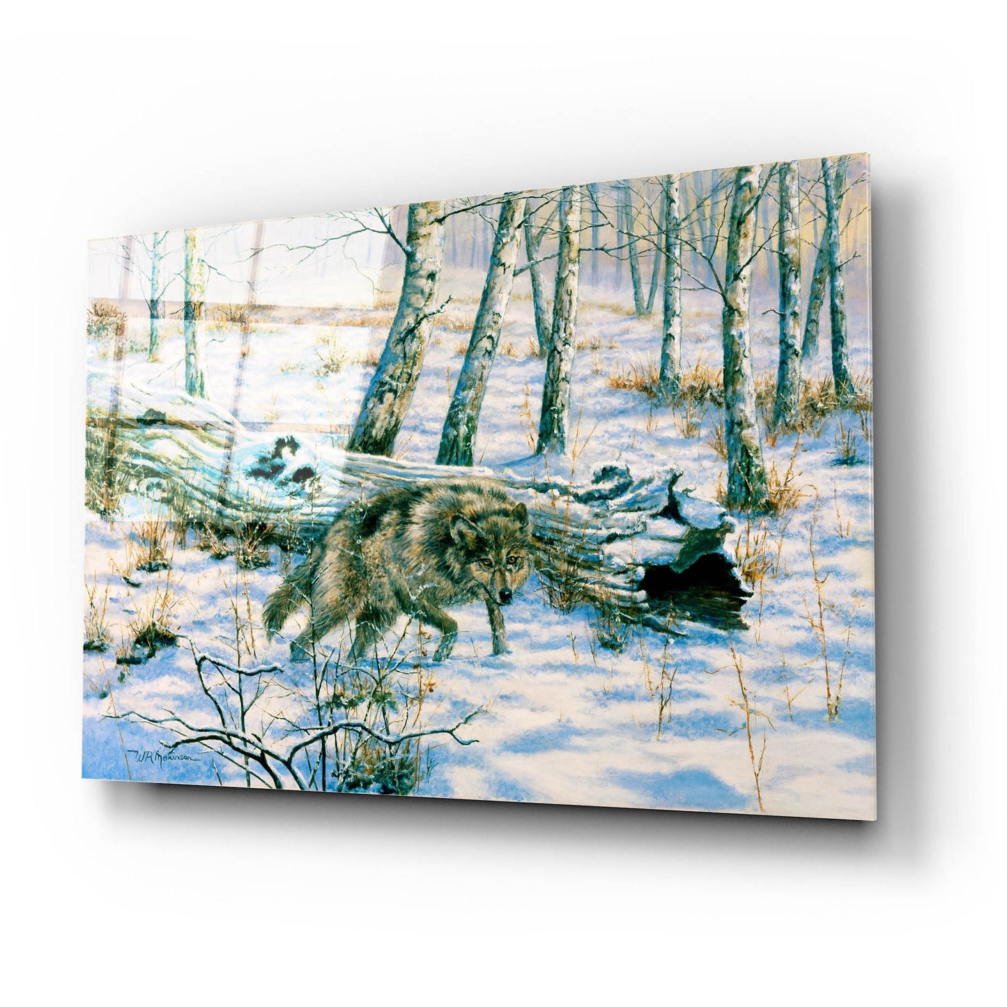 Epic Art 'Snow Wolf' by Bill Makinson, Acrylic Glass Wall Art,24x16