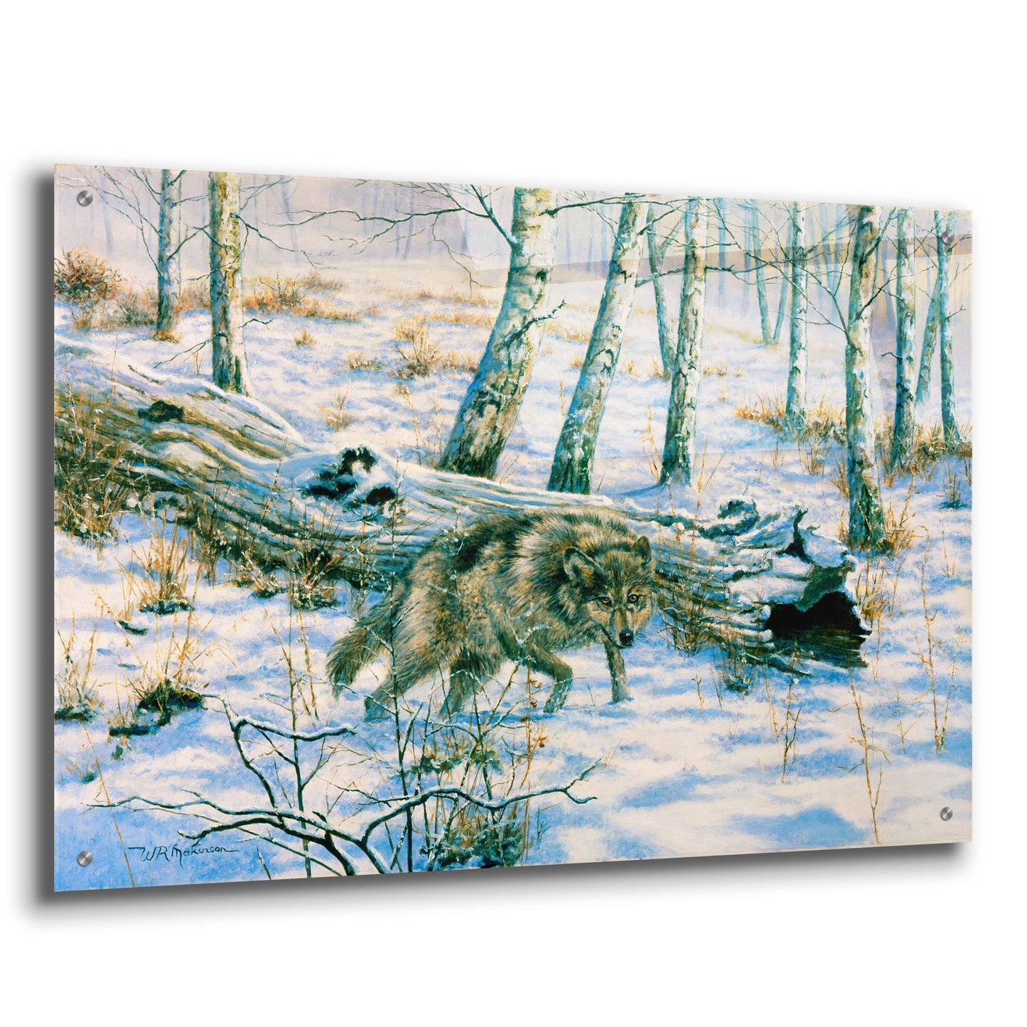 Epic Art 'Snow Wolf' by Bill Makinson, Acrylic Glass Wall Art,36x24