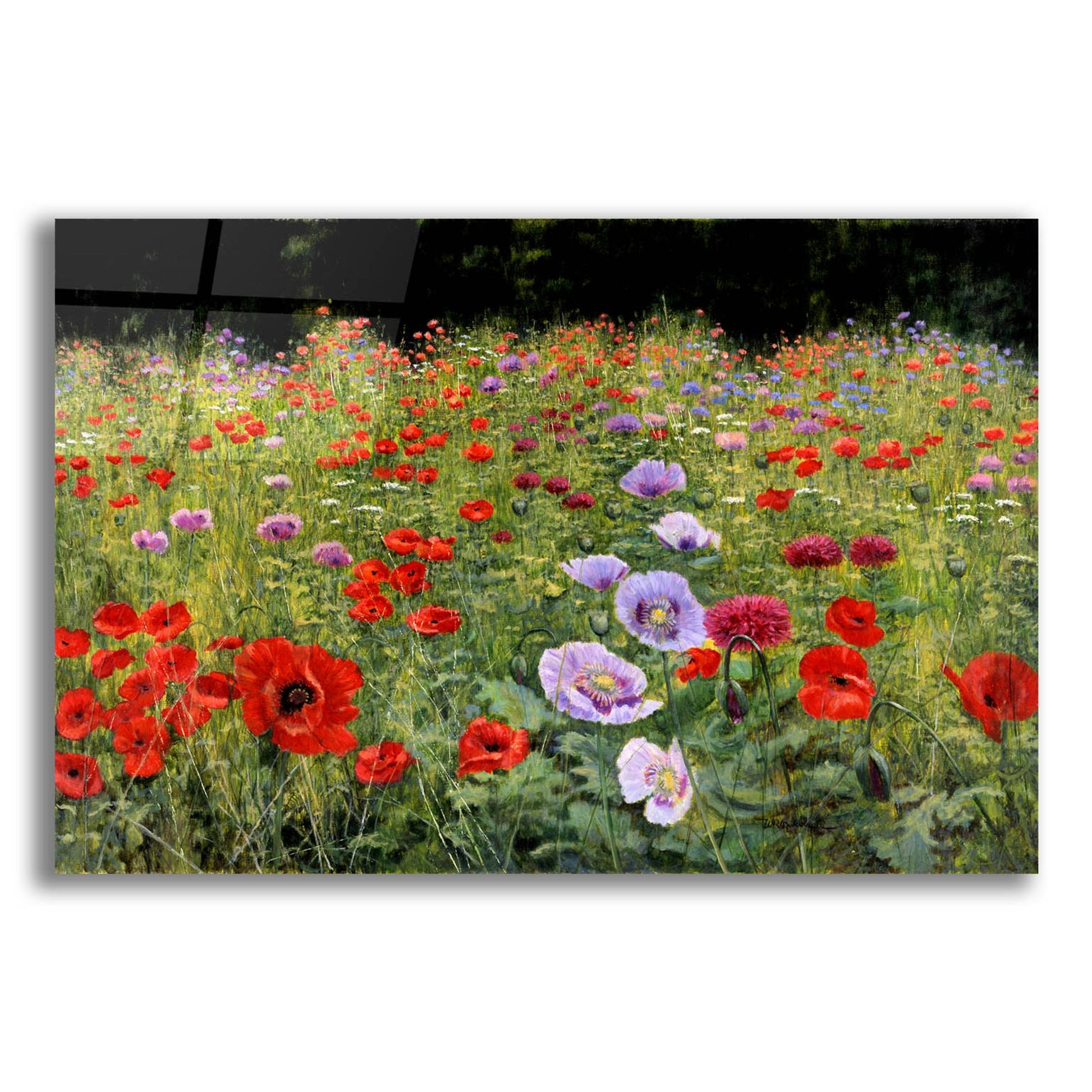 Epic Art 'Field Of Poppies' by Bill Makinson, Acrylic Glass Wall Art,16x12