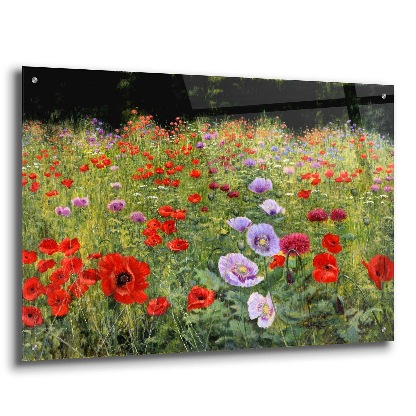 Epic Art 'Field Of Poppies' by Bill Makinson, Acrylic Glass Wall Art,36x24