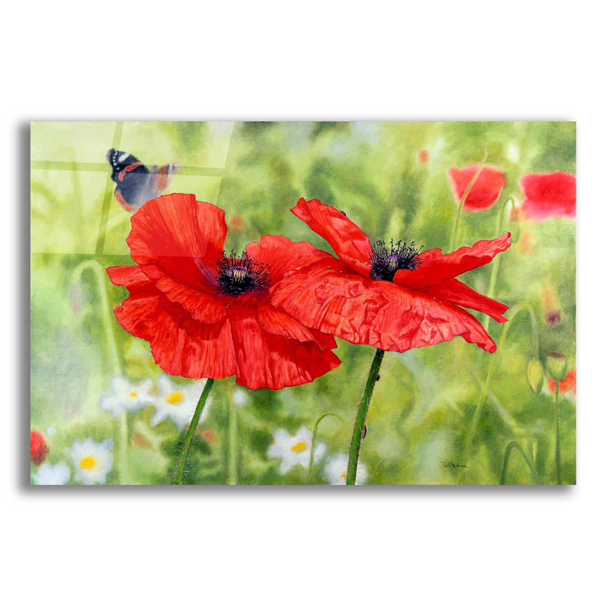 Epic Art 'Poppies And Butterfly' by Bill Makinson, Acrylic Glass Wall Art,16x12