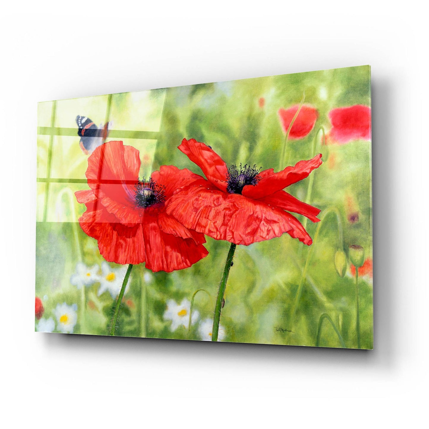 Epic Art 'Poppies And Butterfly' by Bill Makinson, Acrylic Glass Wall Art,24x16