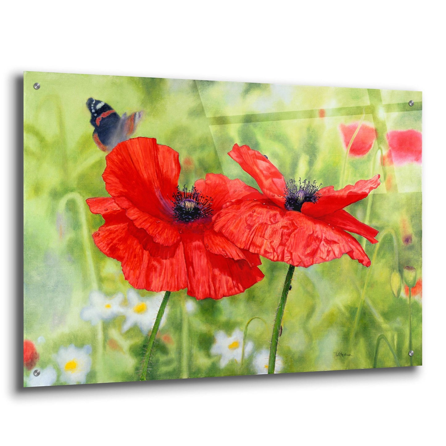 Epic Art 'Poppies And Butterfly' by Bill Makinson, Acrylic Glass Wall Art,36x24