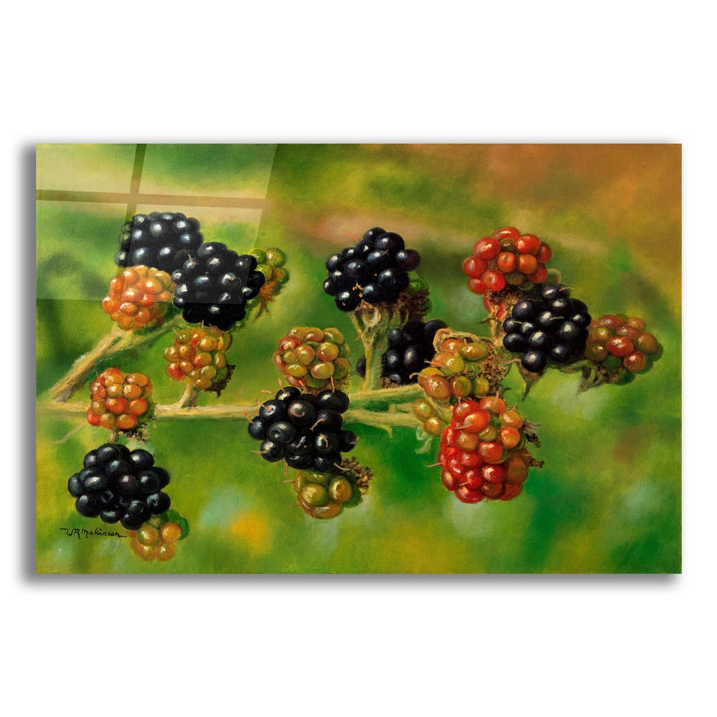 Epic Art 'Blackberries' by Bill Makinson, Acrylic Glass Wall Art,16x12