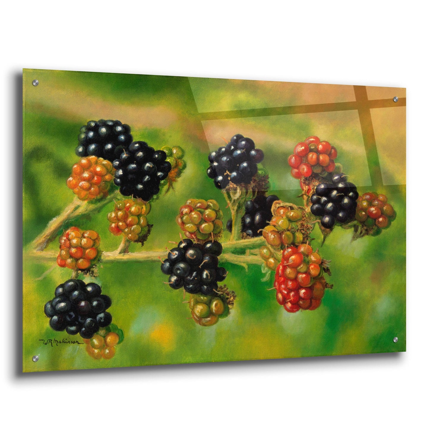 Epic Art 'Blackberries' by Bill Makinson, Acrylic Glass Wall Art,36x24