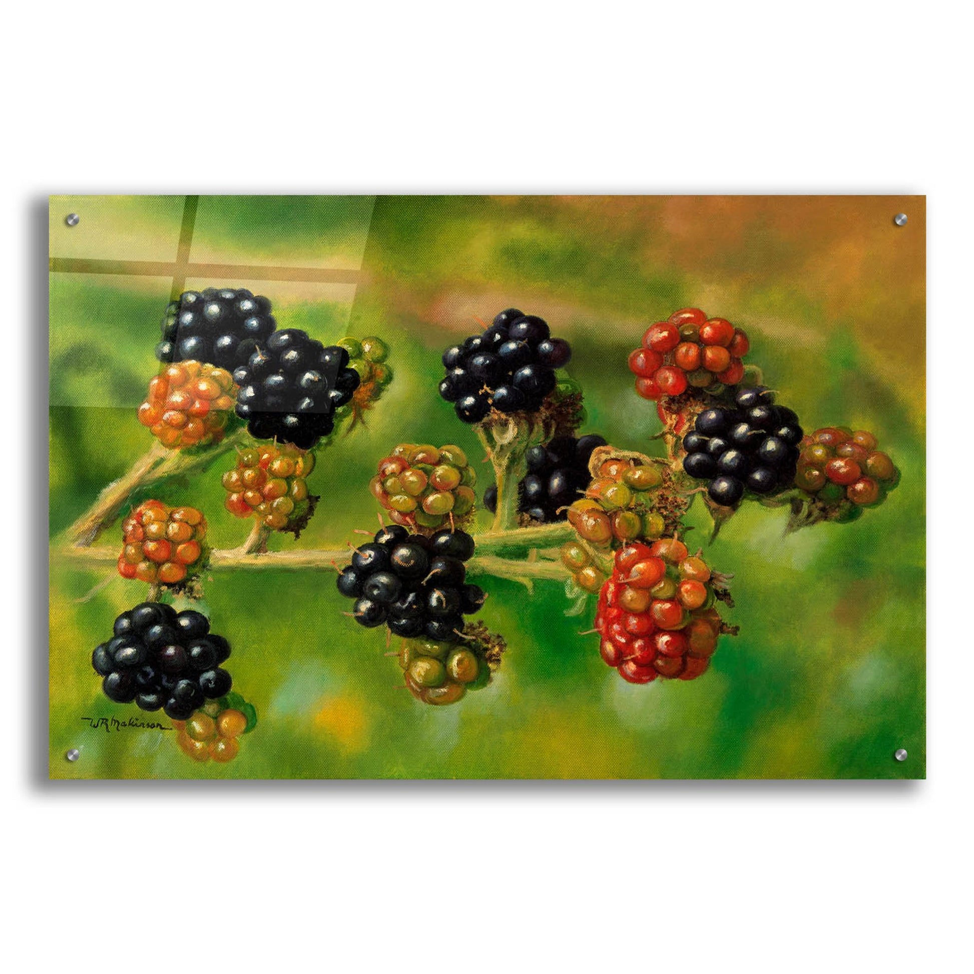 Epic Art 'Blackberries' by Bill Makinson, Acrylic Glass Wall Art,36x24