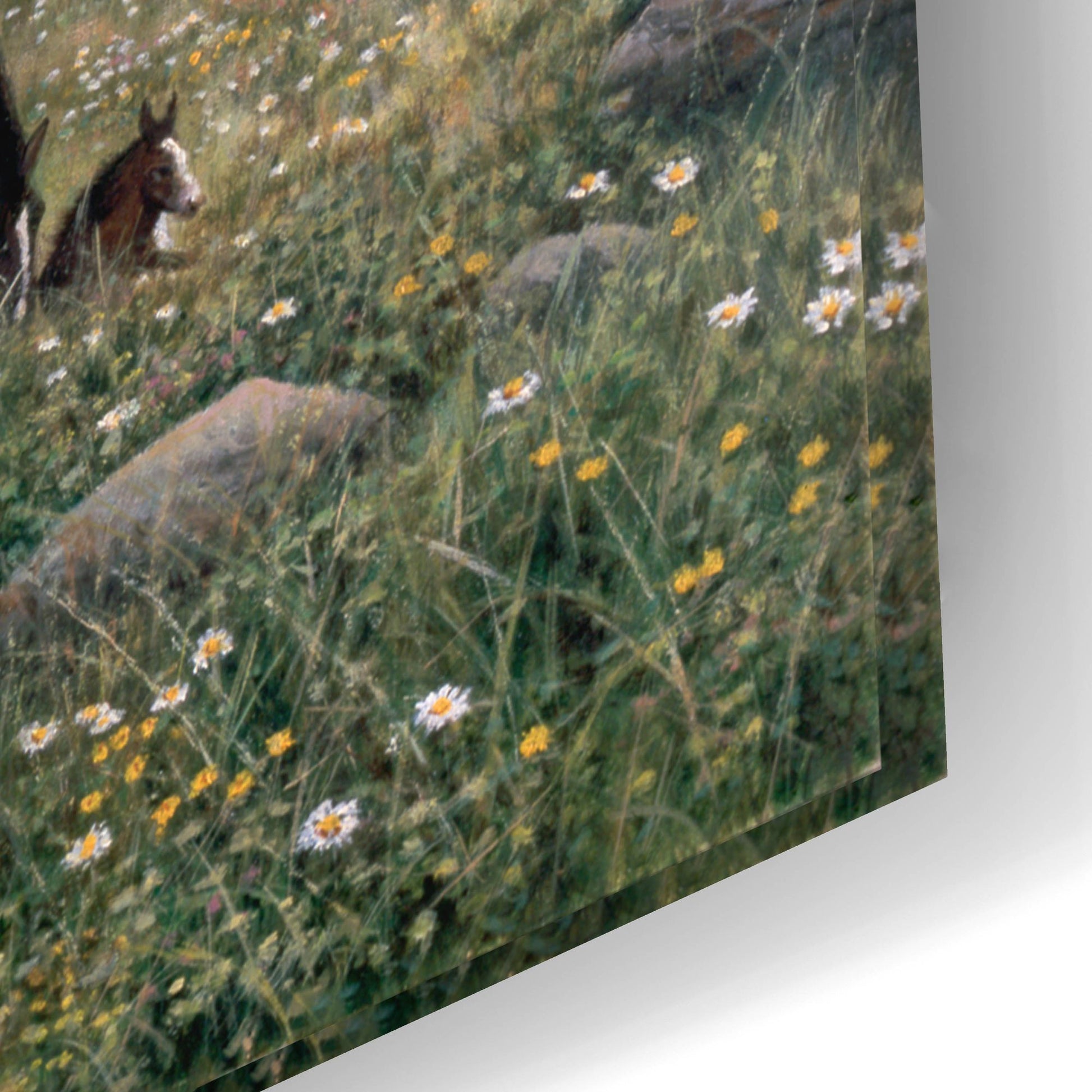 Epic Art 'Grazing' by Bill Makinson, Acrylic Glass Wall Art,24x16