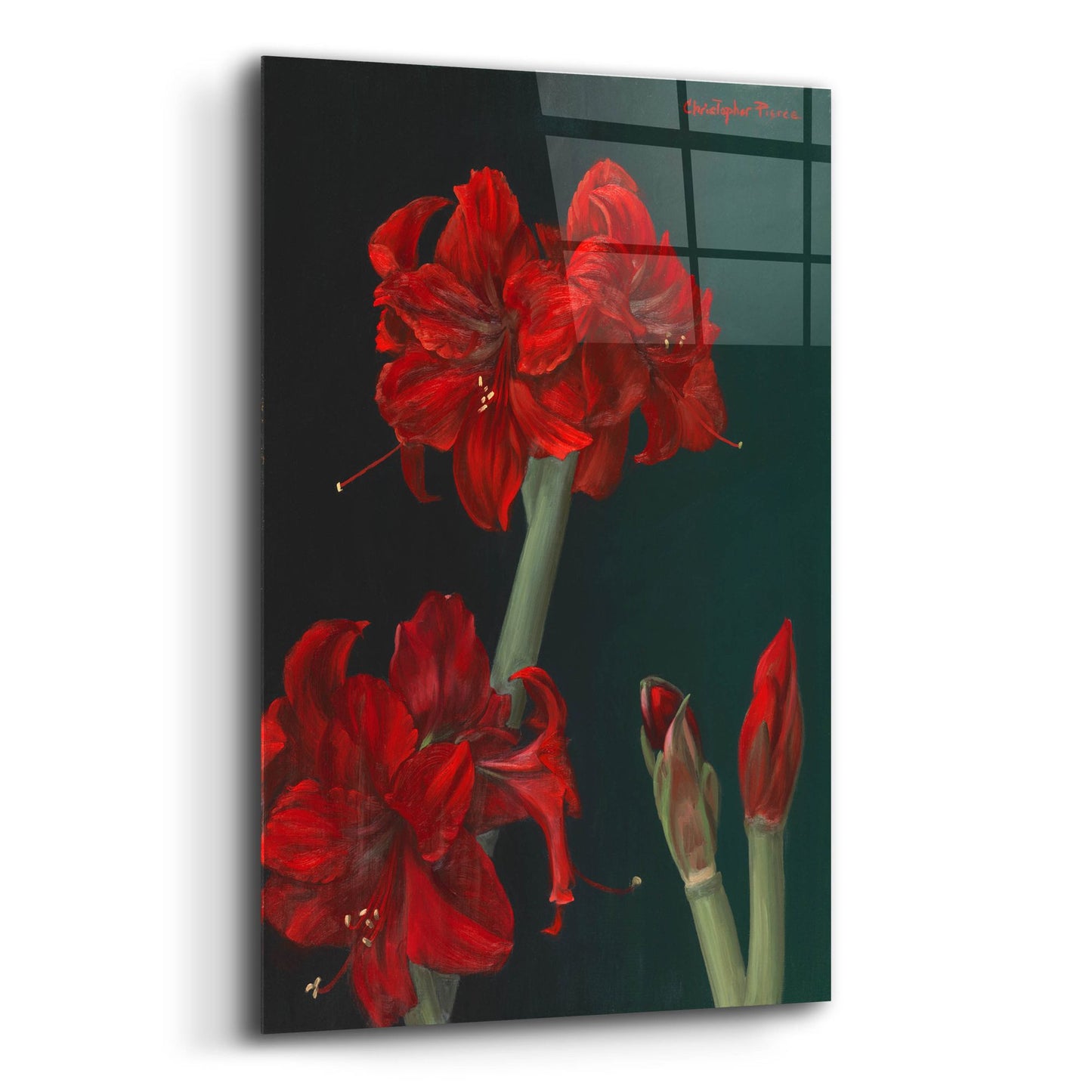 Epic Art 'Amaryllis Amigo' by Christopher Pierce, Acrylic Glass Wall Art,12x16