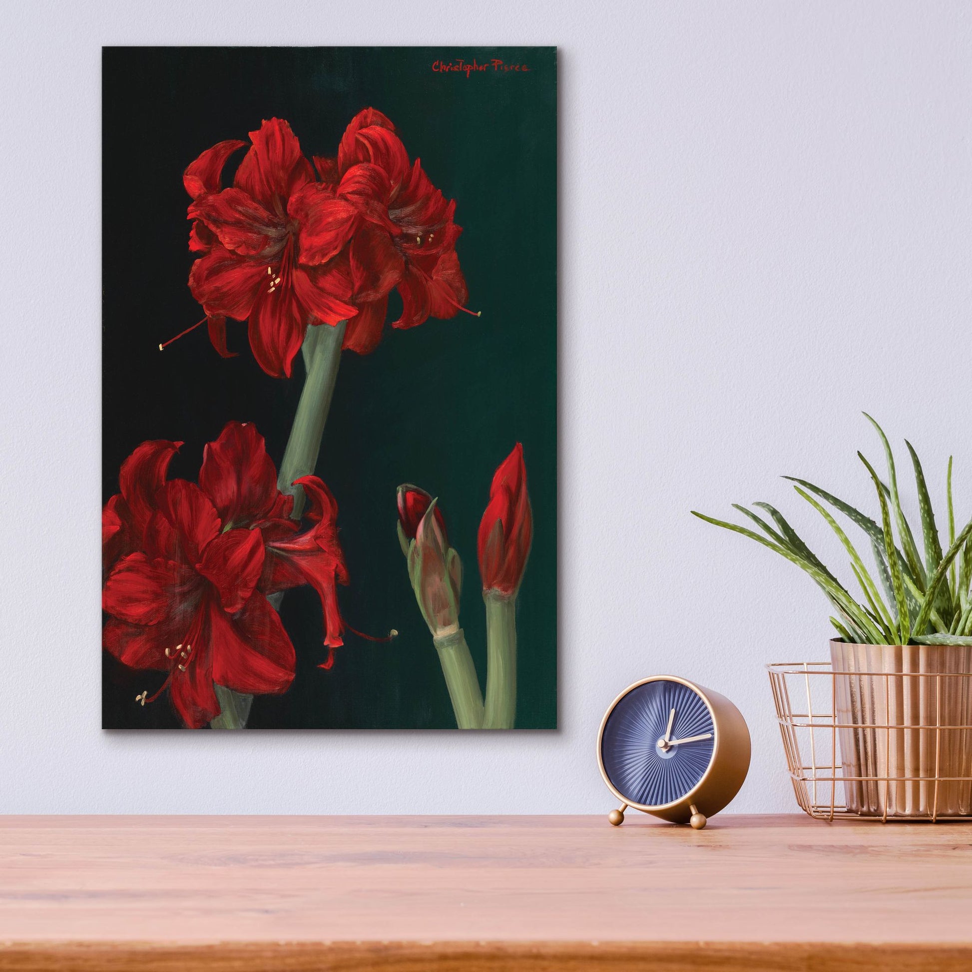 Epic Art 'Amaryllis Amigo' by Christopher Pierce, Acrylic Glass Wall Art,12x16