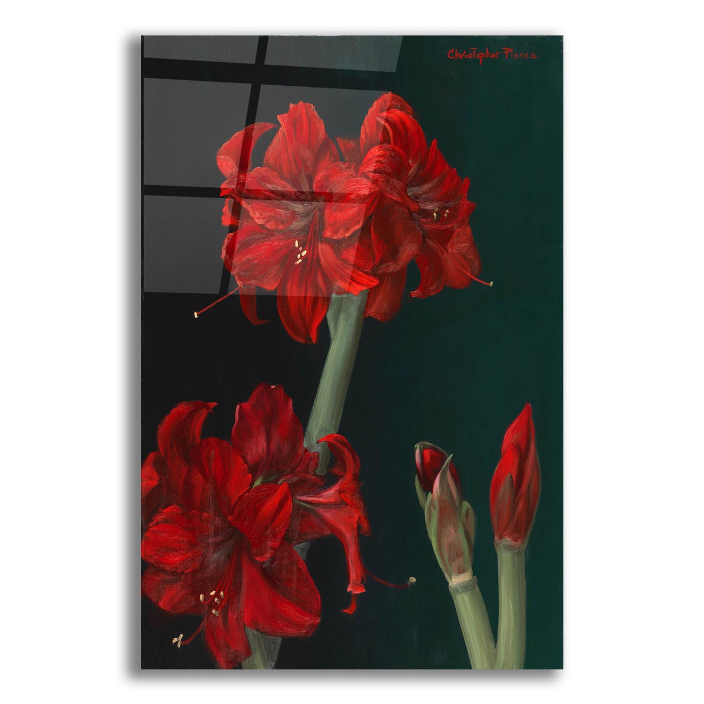 Epic Art 'Amaryllis Amigo' by Christopher Pierce, Acrylic Glass Wall Art,12x16