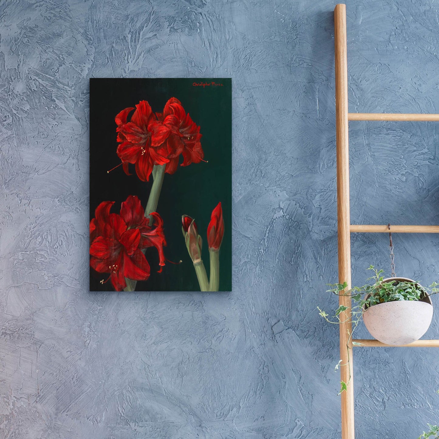 Epic Art 'Amaryllis Amigo' by Christopher Pierce, Acrylic Glass Wall Art,16x24