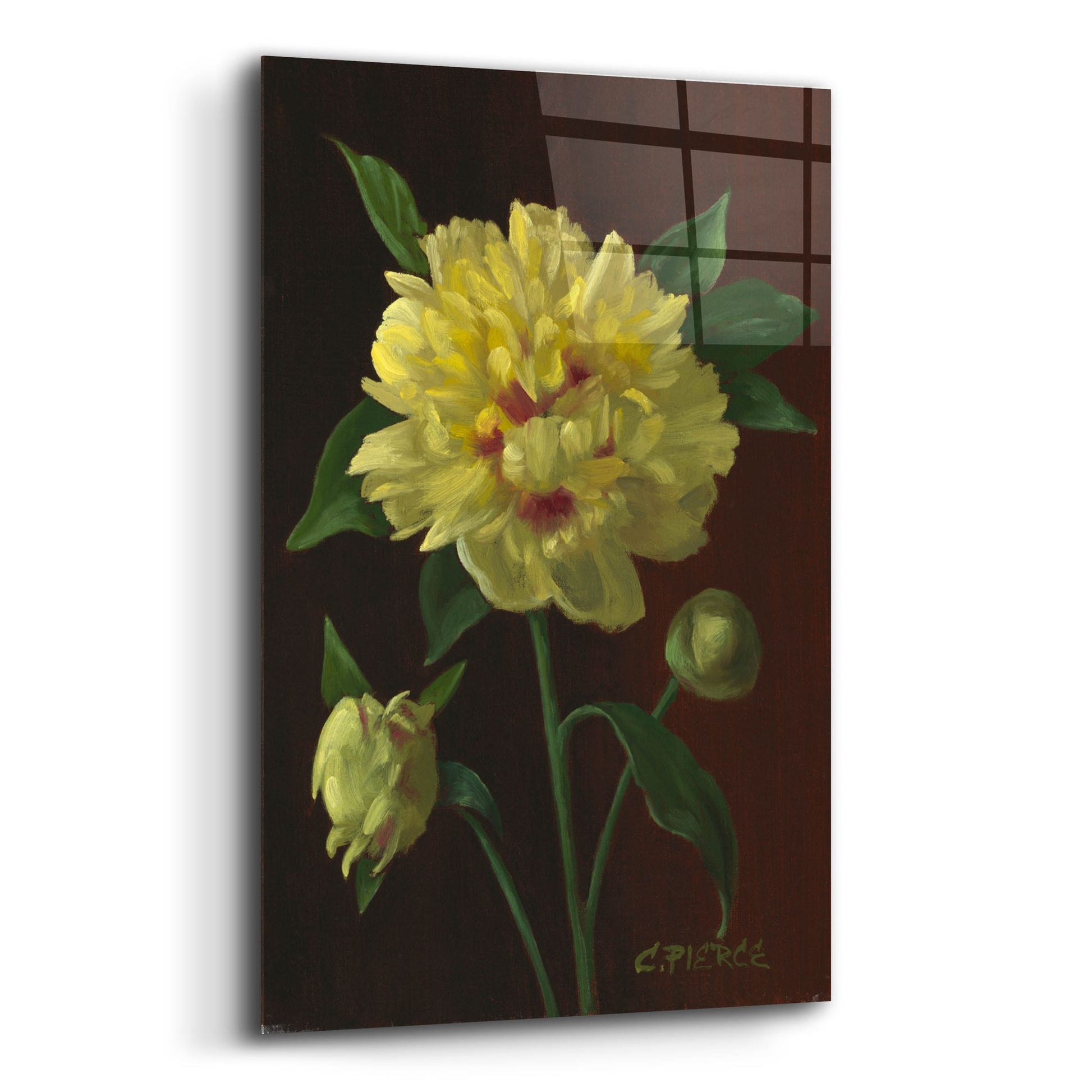 Epic Art 'Yellow Peony' by Christopher Pierce, Acrylic Glass Wall Art,12x16