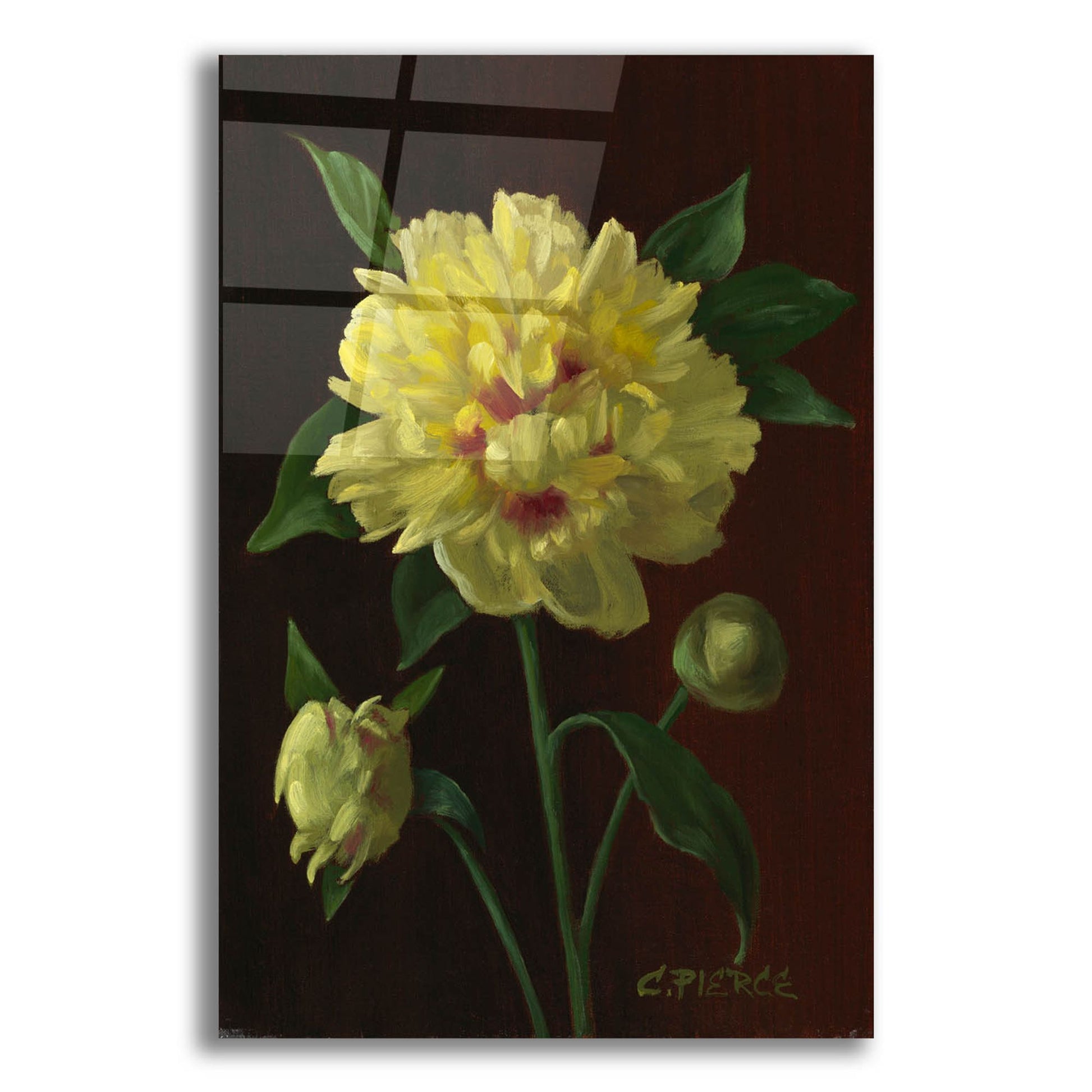 Epic Art 'Yellow Peony' by Christopher Pierce, Acrylic Glass Wall Art,12x16