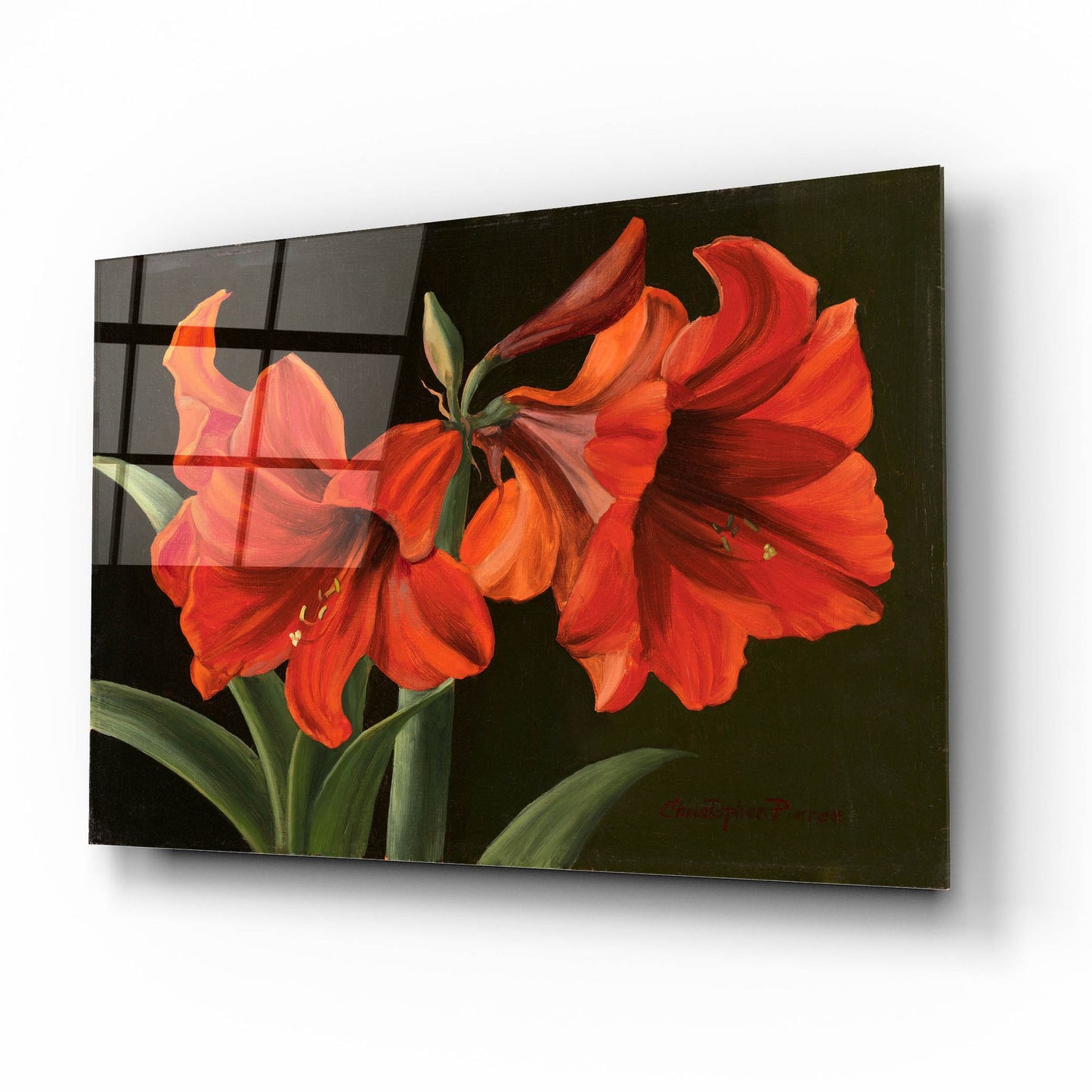 Epic Art 'Amaryllis' by Christopher Pierce, Acrylic Glass Wall Art,16x12