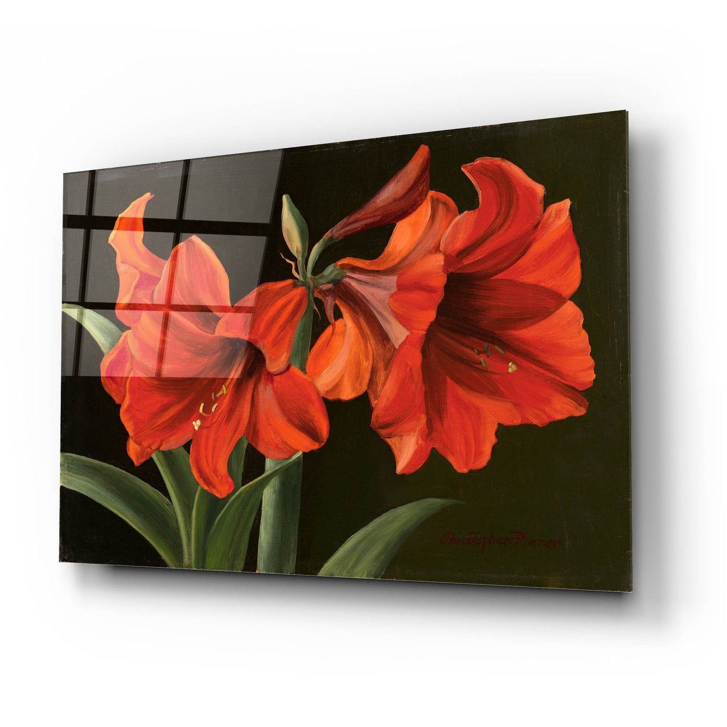 Epic Art 'Amaryllis' by Christopher Pierce, Acrylic Glass Wall Art,24x16