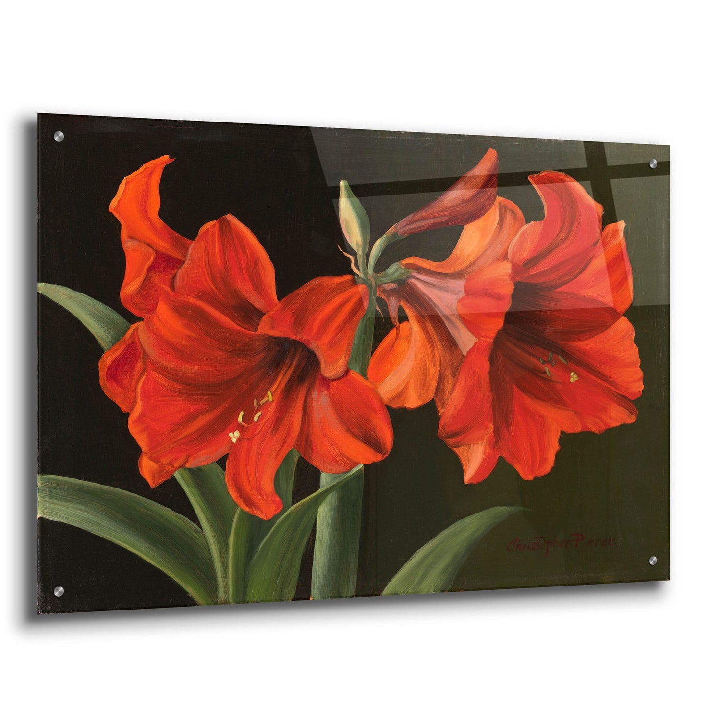 Epic Art 'Amaryllis' by Christopher Pierce, Acrylic Glass Wall Art,36x24