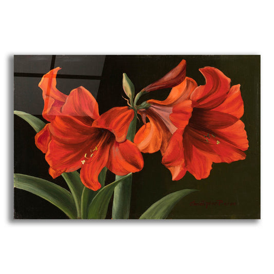 Epic Art 'Amaryllis' by Christopher Pierce, Acrylic Glass Wall Art