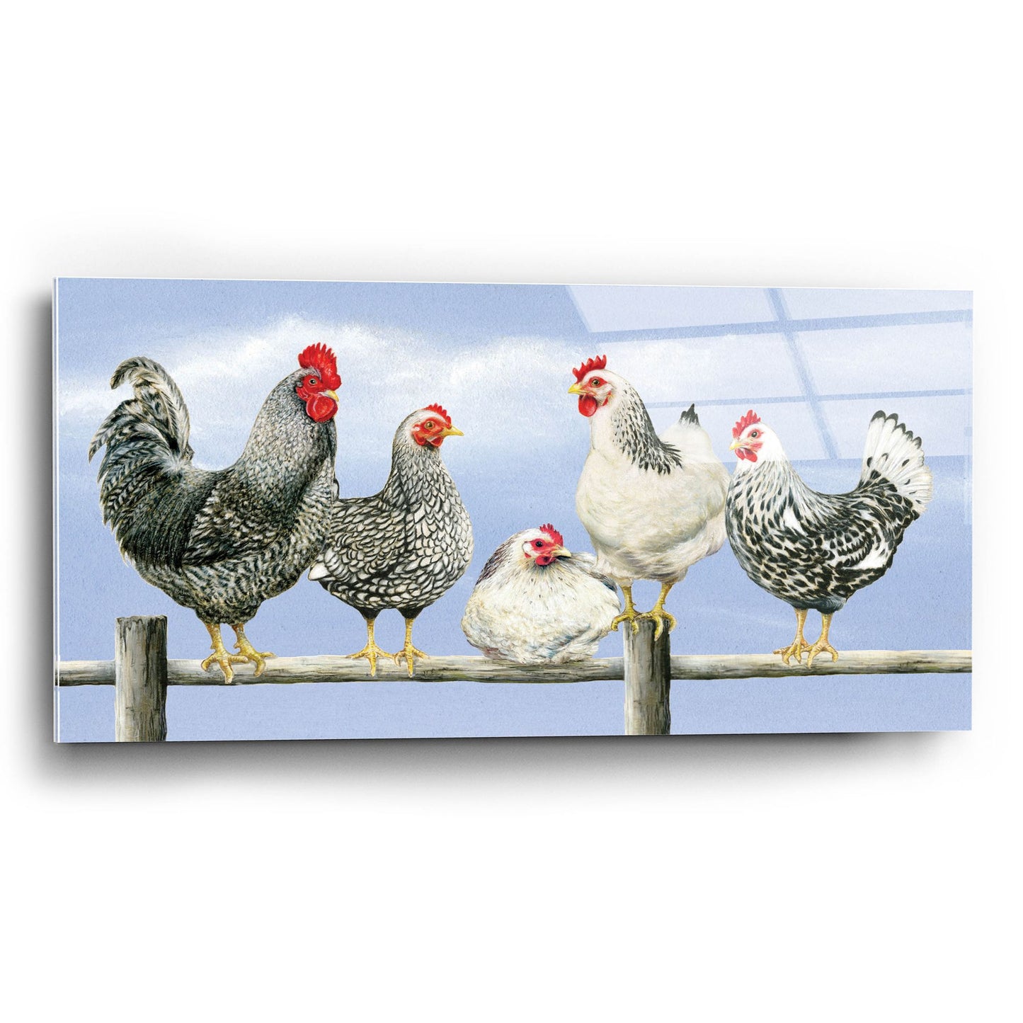 Epic Art 'Black & White Hens 1' by Janet Pidoux, Acrylic Glass Wall Art,24x12