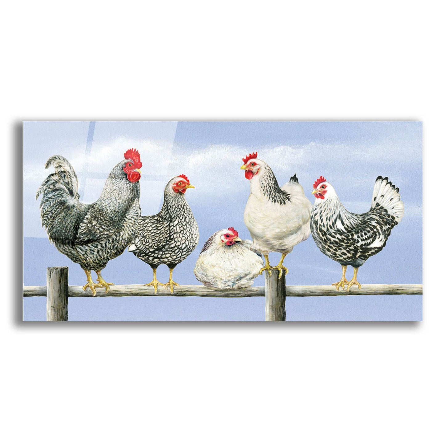 Epic Art 'Black & White Hens 1' by Janet Pidoux, Acrylic Glass Wall Art,24x12