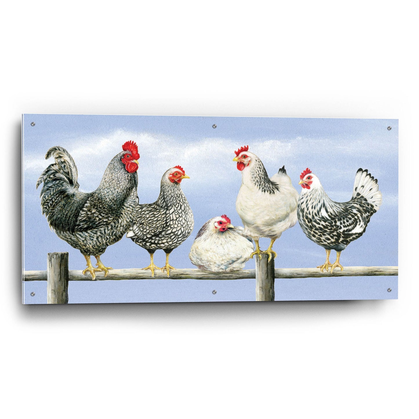 Epic Art 'Black & White Hens 1' by Janet Pidoux, Acrylic Glass Wall Art,48x24