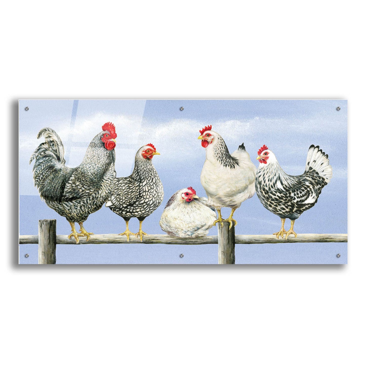 Epic Art 'Black & White Hens 1' by Janet Pidoux, Acrylic Glass Wall Art,48x24