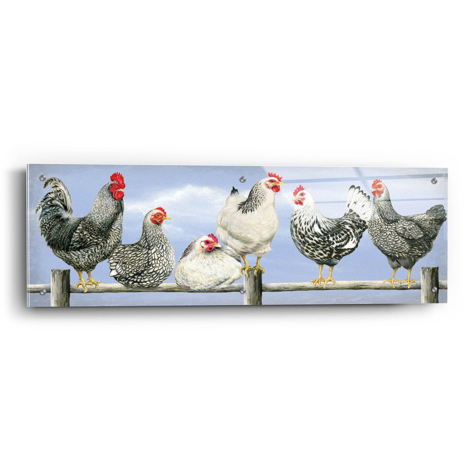 Epic Art 'Black & White Hens 2' by Janet Pidoux, Acrylic Glass Wall Art,36x12