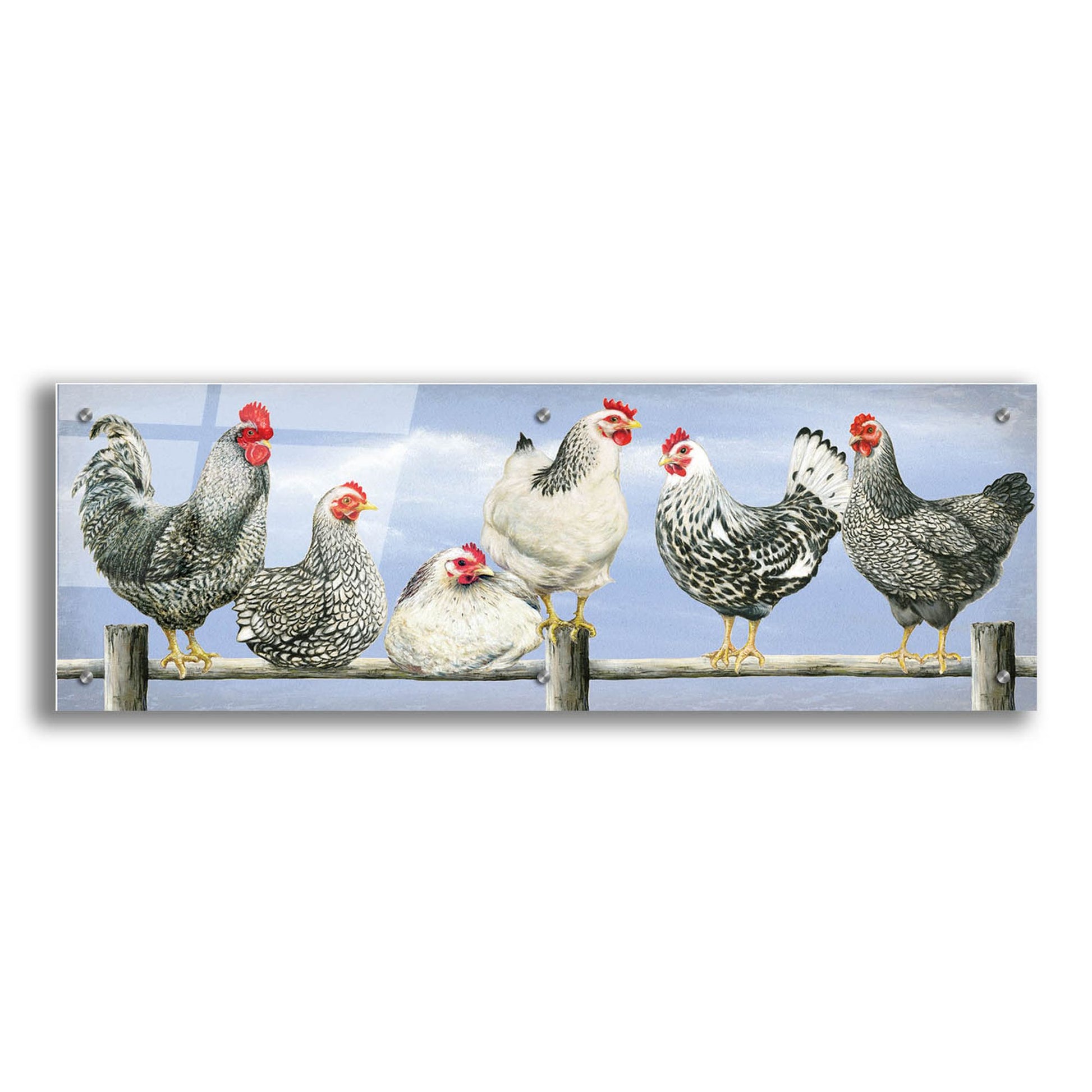 Epic Art 'Black & White Hens 2' by Janet Pidoux, Acrylic Glass Wall Art,36x12