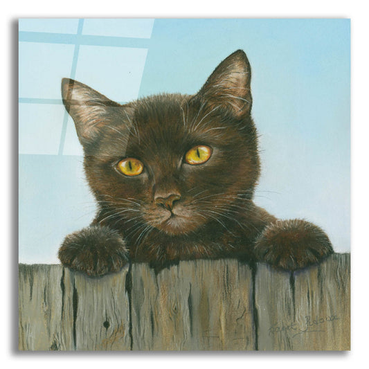 Epic Art 'Black Kitten' by Janet Pidoux, Acrylic Glass Wall Art