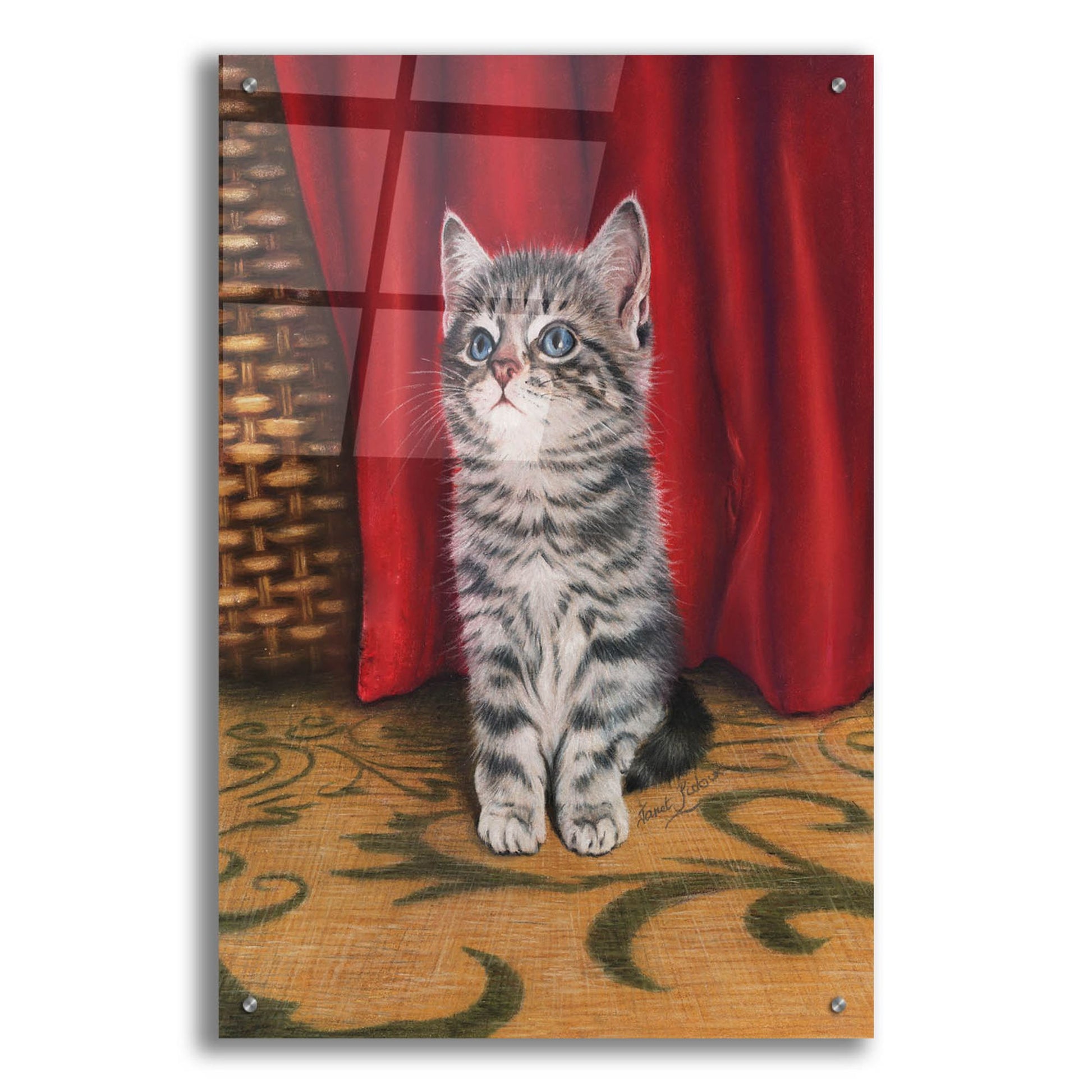 Epic Art 'Grey Kitten And Red Curtain' by Janet Pidoux, Acrylic Glass Wall Art,24x36