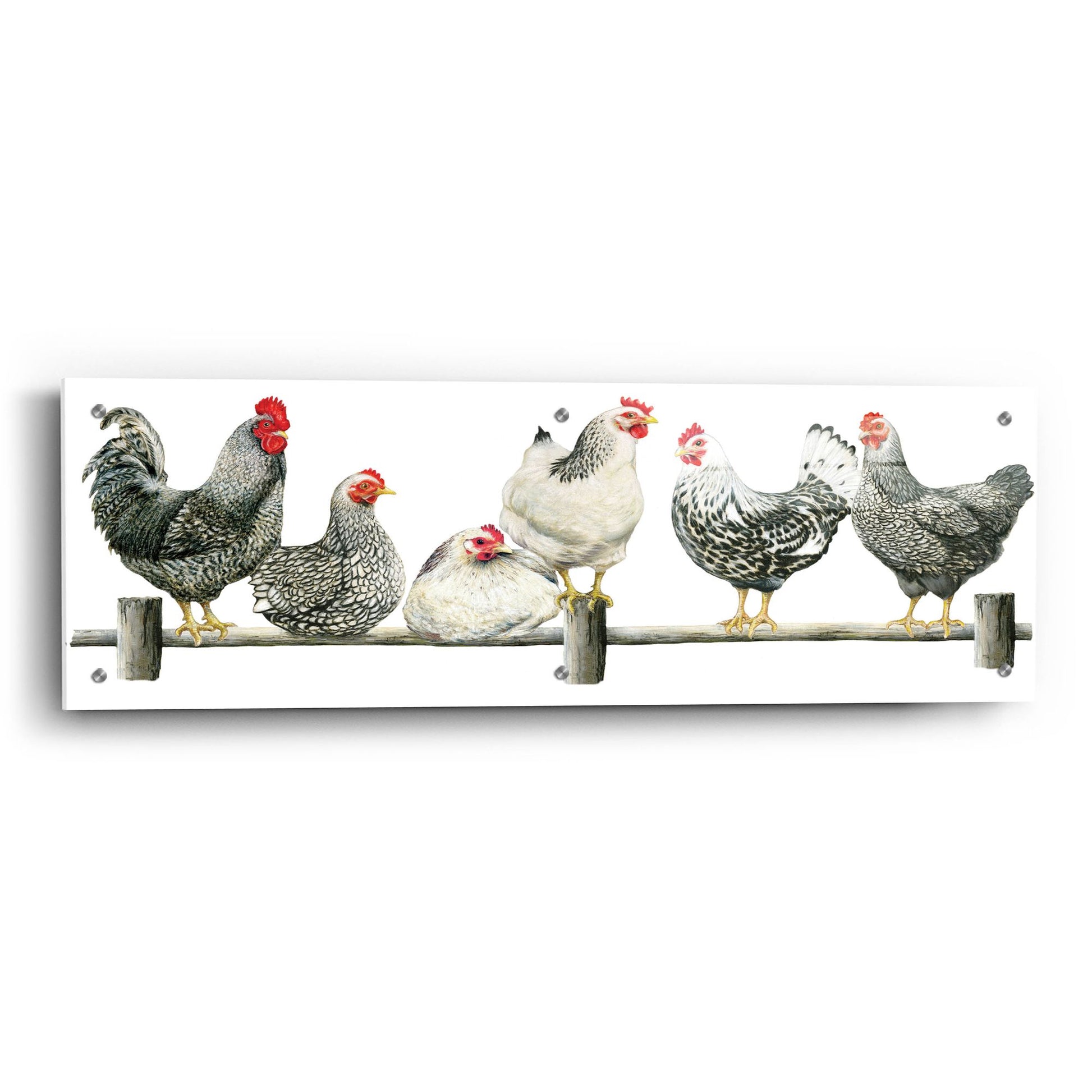 Epic Art 'Hens, White Background' by Janet Pidoux, Acrylic Glass Wall Art,36x12