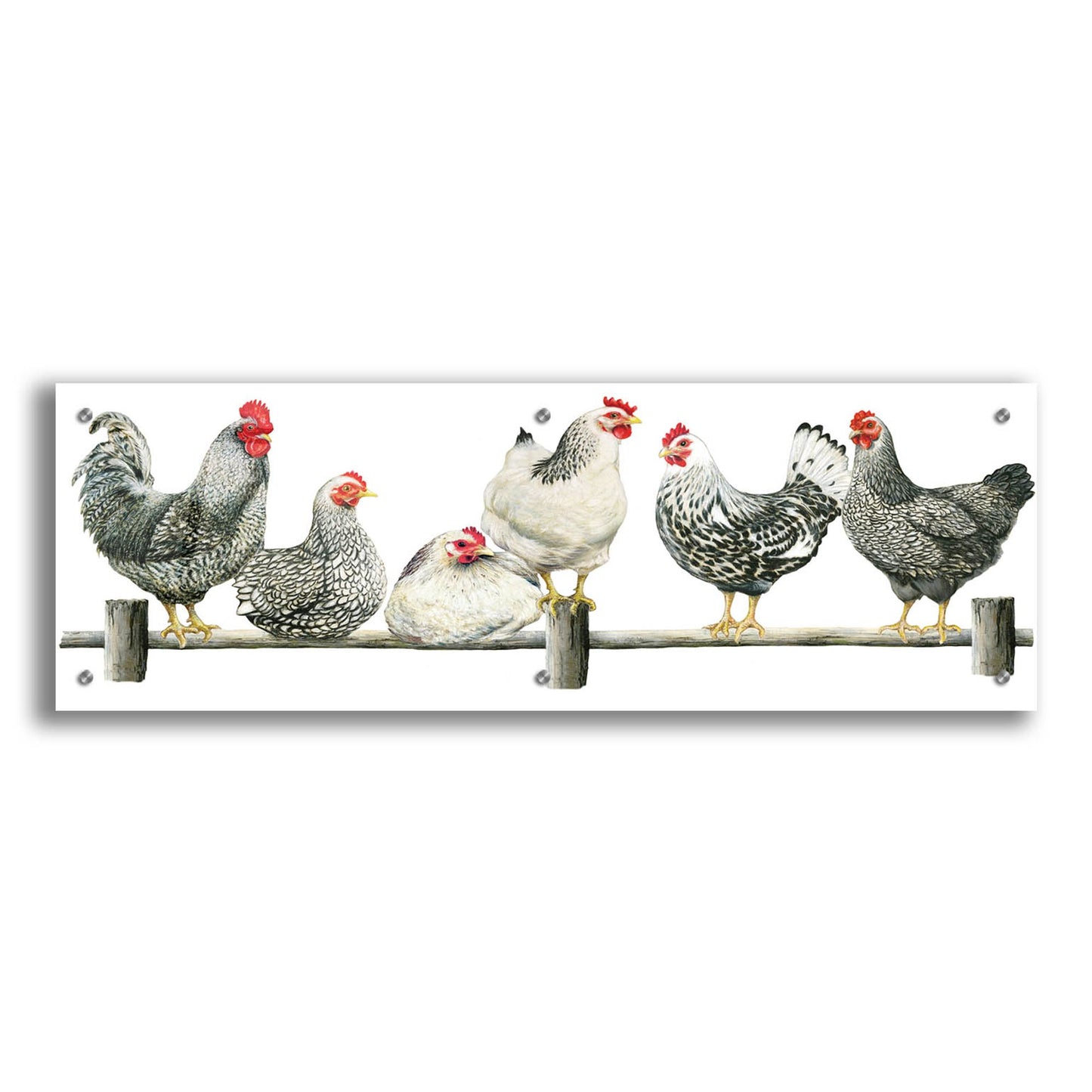 Epic Art 'Hens, White Background' by Janet Pidoux, Acrylic Glass Wall Art,36x12