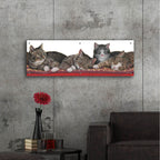 Epic Art 'Tabbies White Background' by Janet Pidoux, Acrylic Glass Wall Art,48x16