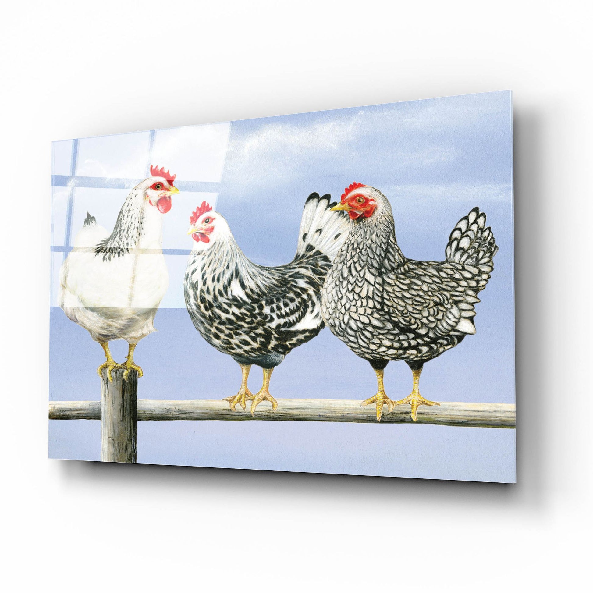 Epic Art 'Three Black & White Hens' by Janet Pidoux, Acrylic Glass Wall Art,16x12