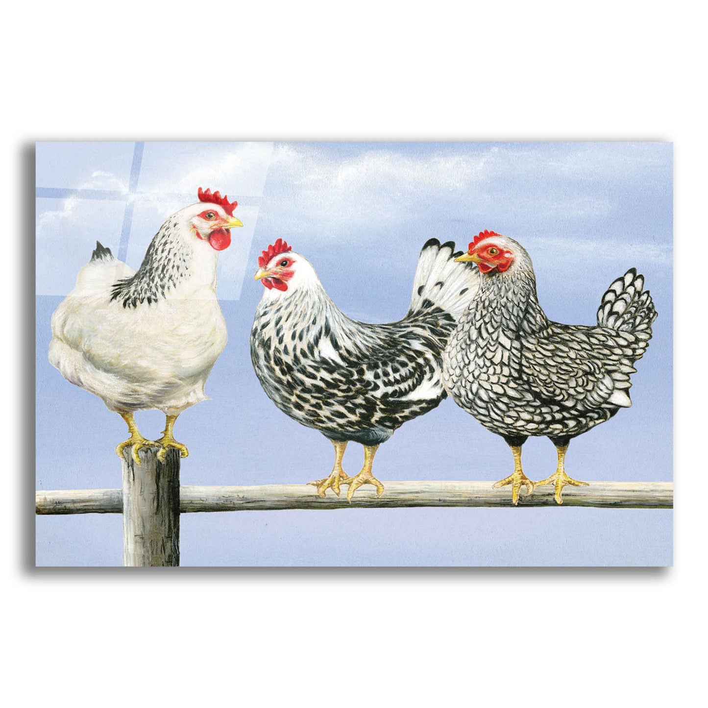 Epic Art 'Three Black & White Hens' by Janet Pidoux, Acrylic Glass Wall Art,16x12