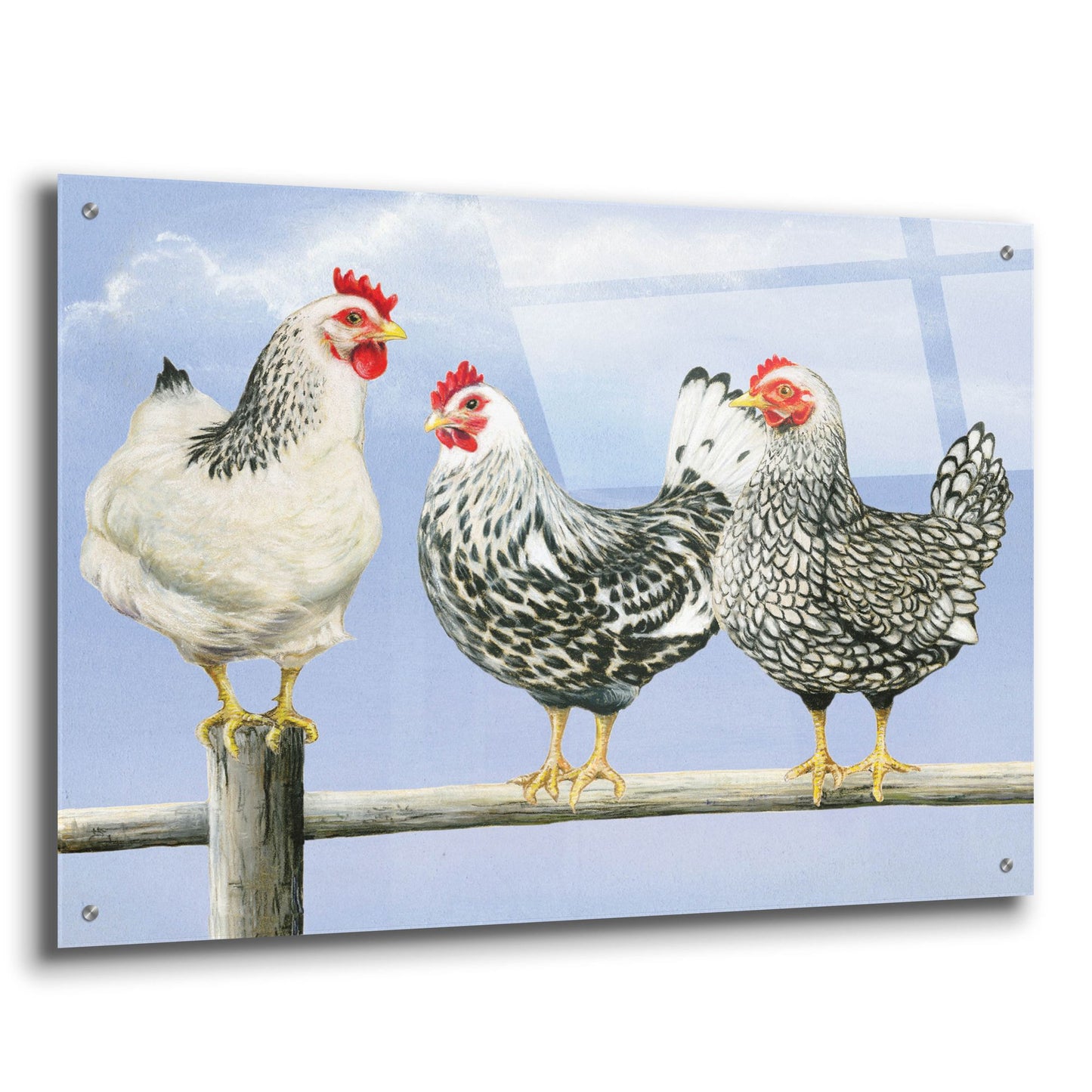 Epic Art 'Three Black & White Hens' by Janet Pidoux, Acrylic Glass Wall Art,36x24