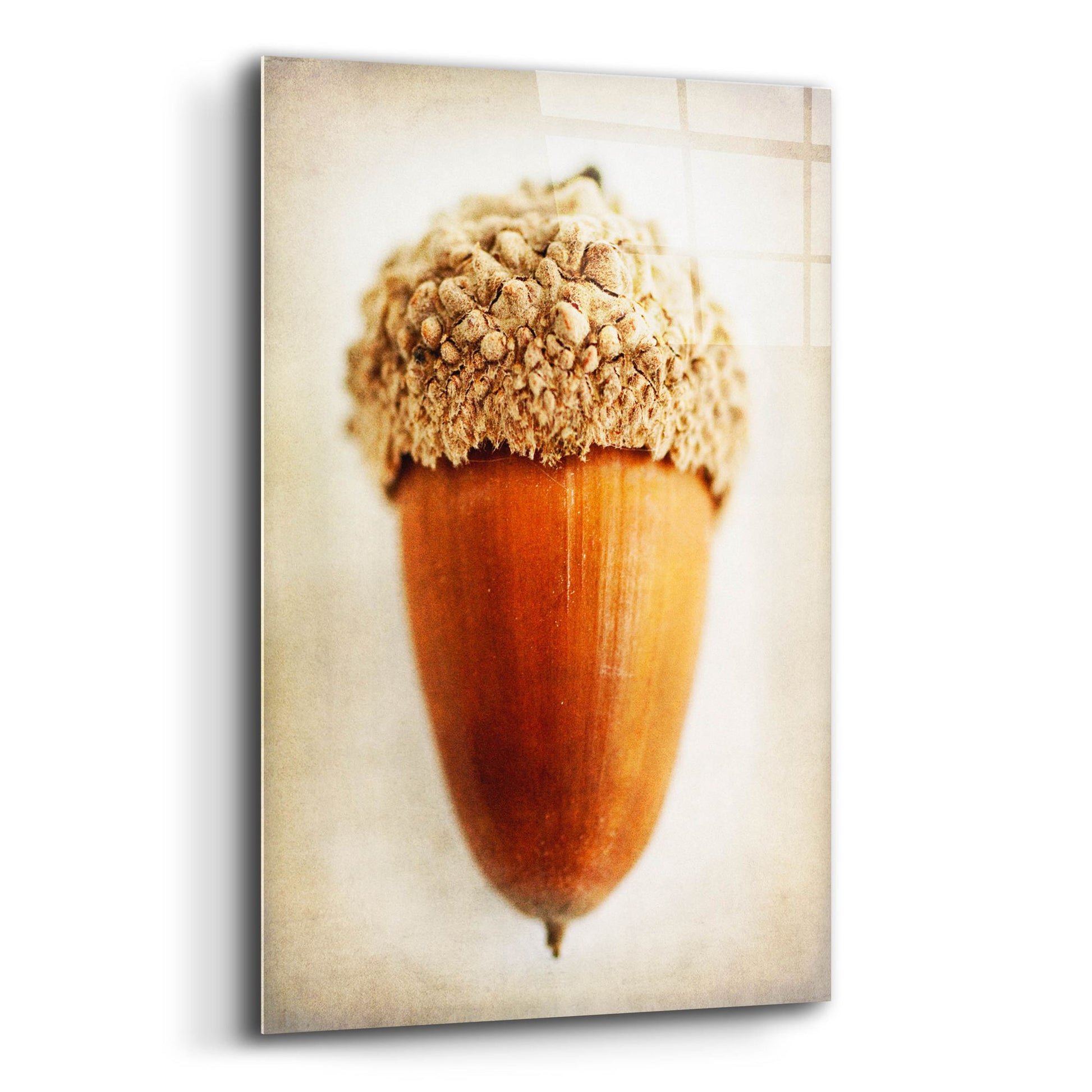 Epic Art 'Acorn' by Jessica Rogers, Acrylic Glass Wall Art,12x16