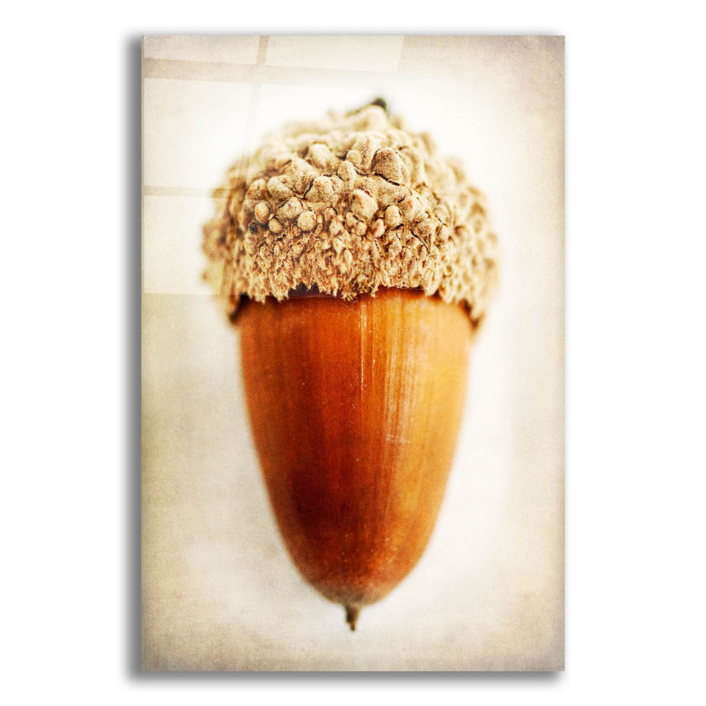 Epic Art 'Acorn' by Jessica Rogers, Acrylic Glass Wall Art