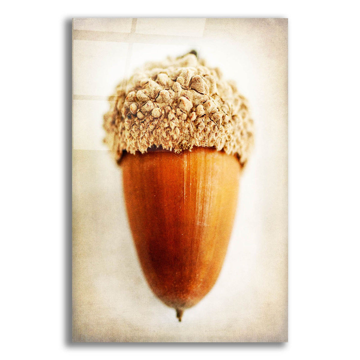 Epic Art 'Acorn' by Jessica Rogers, Acrylic Glass Wall Art