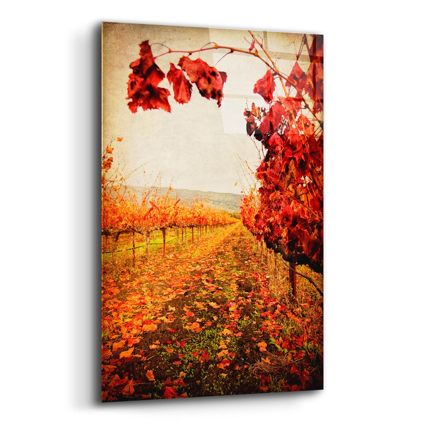 Epic Art 'Autumn Vines' by Jessica Rogers, Acrylic Glass Wall Art,12x16